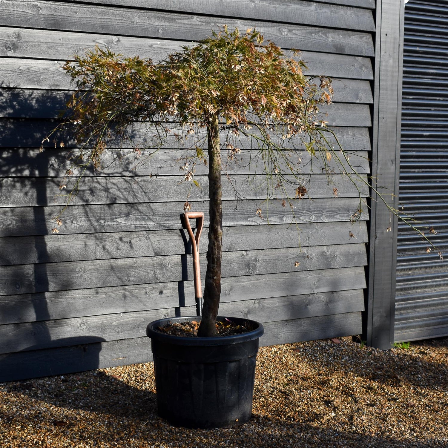 Acer palmatum dissectum | laceleaf Japanese maple -  Clear Stem 110cm - Height 140-150cm - 90lt
