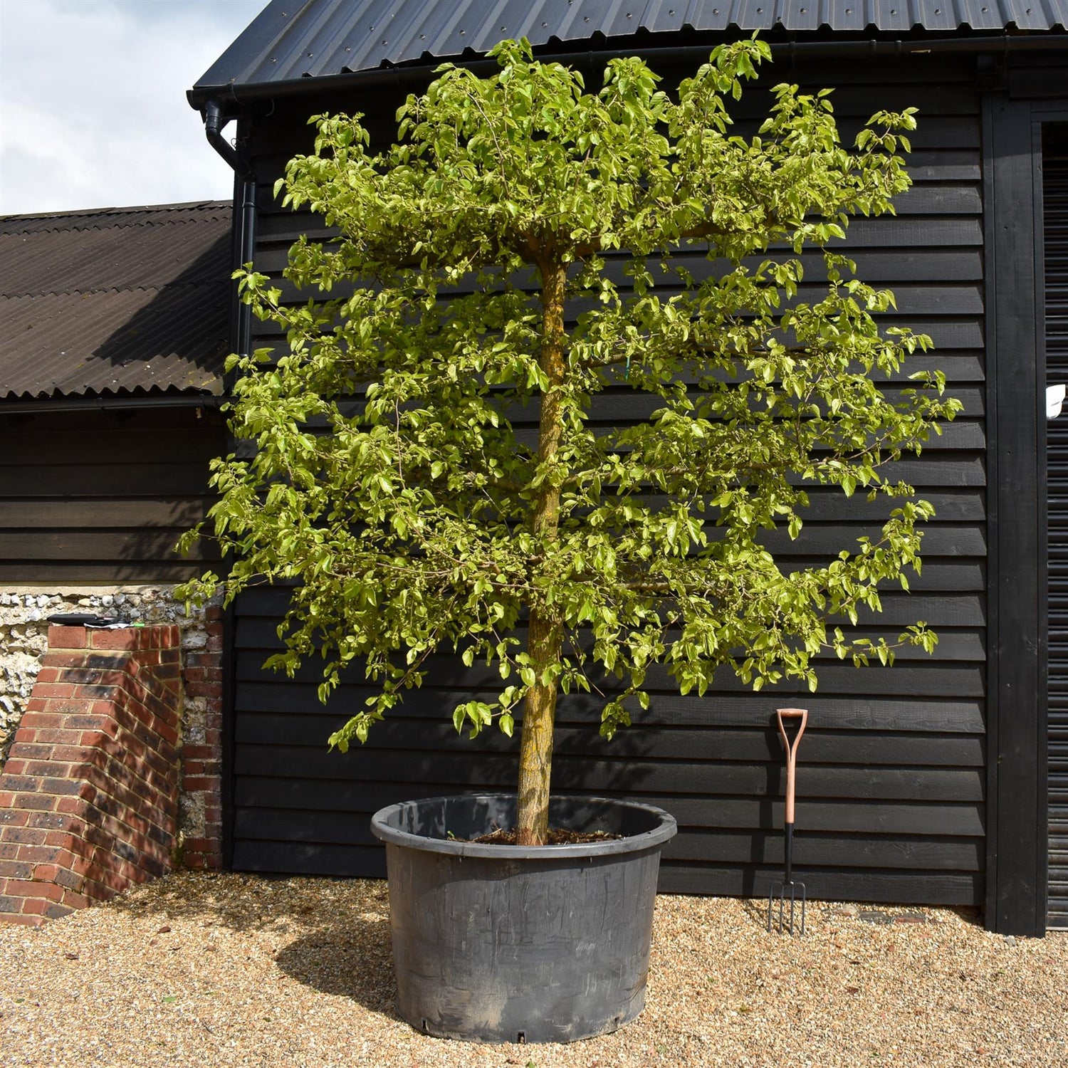 Morus Nigra - Black Mulberry Tree - Espalier - 4 Branched - Height 280-290cm - Width 280-300cm - 450lt