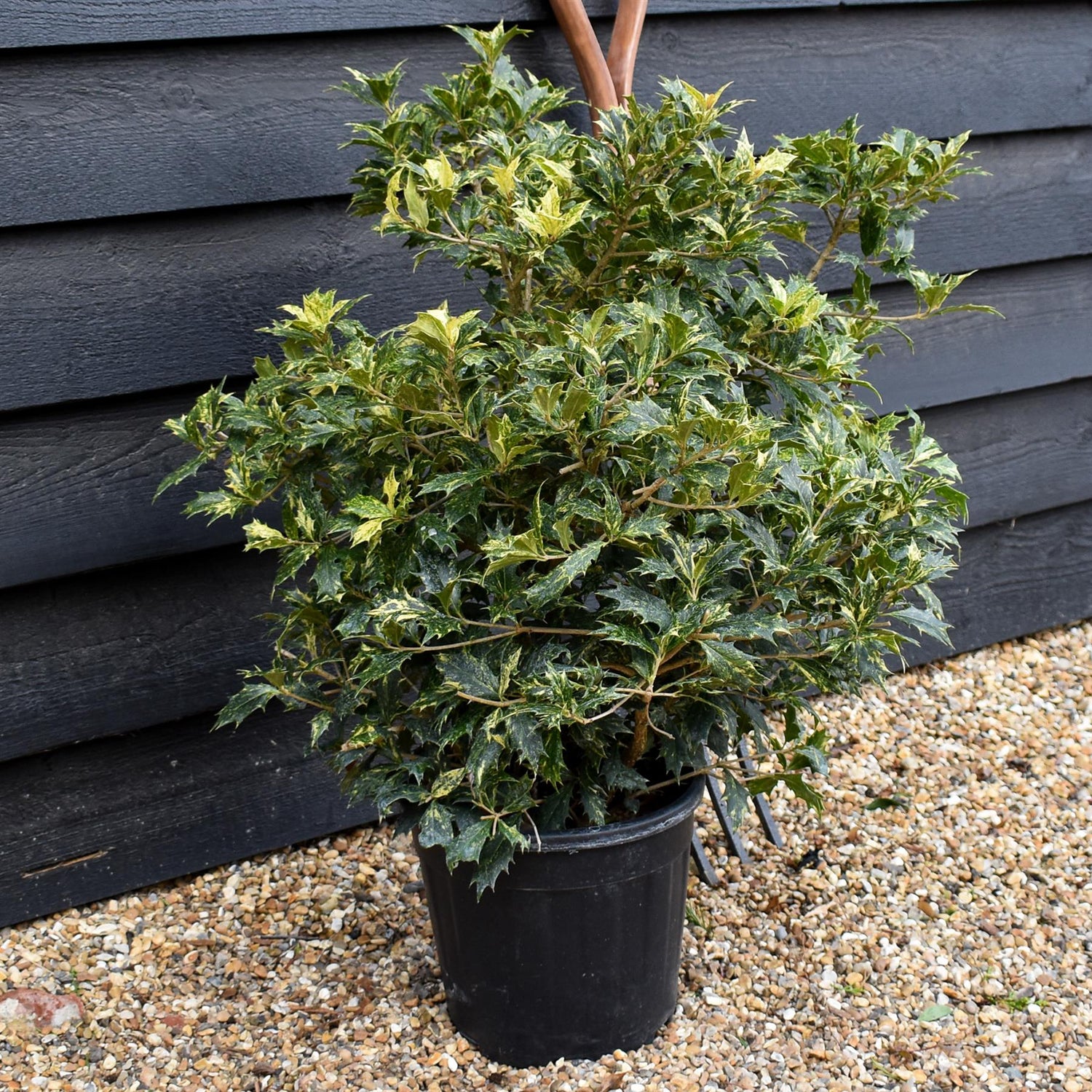 Osmanthus heterophyllus Tricolor - Height 60cm - 10lt