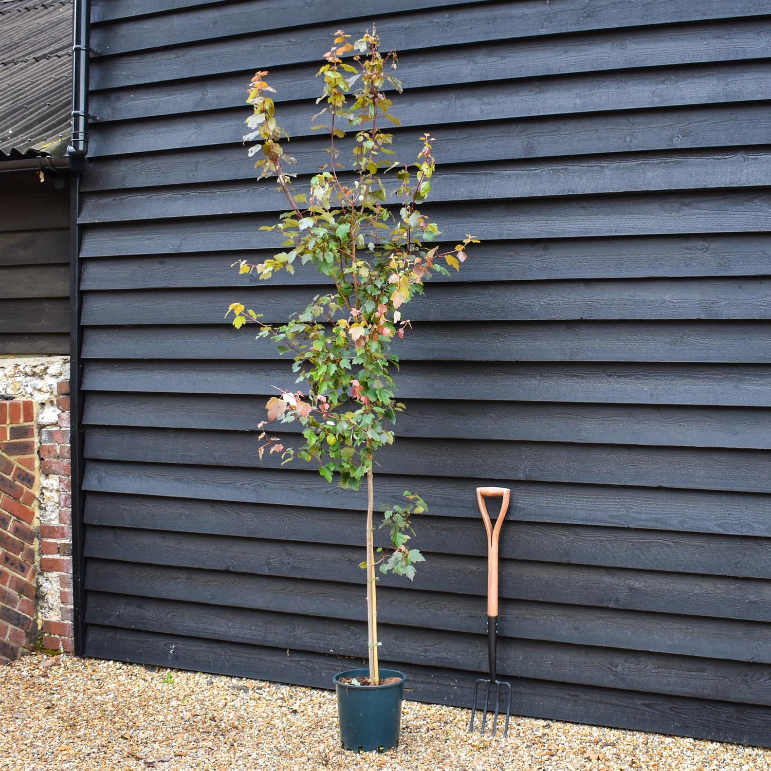 Acer rubrum Summer Red - Height 250-260cm - 12lt