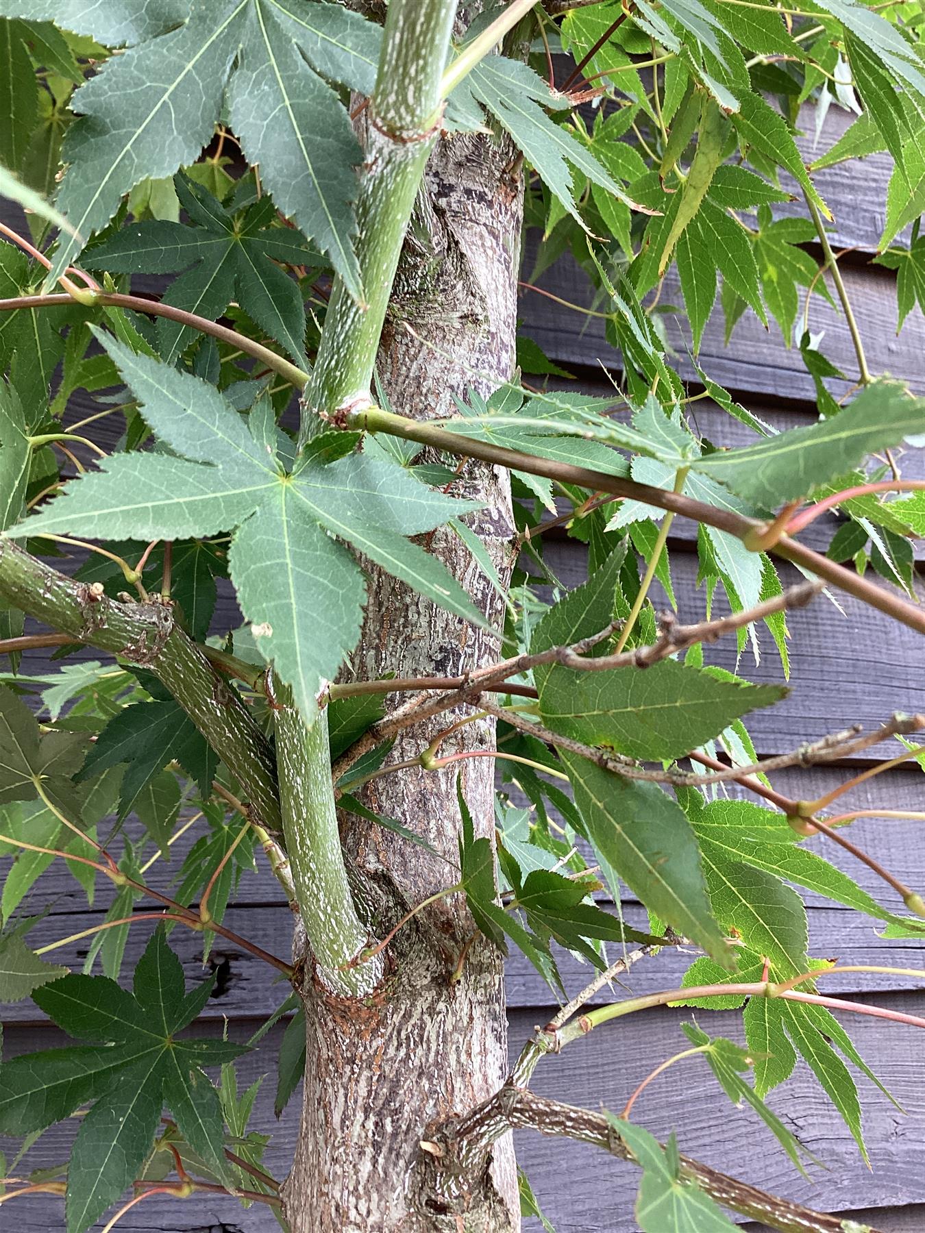 Acer palmatum | Japanese Maple - 300-350cm, 110lt