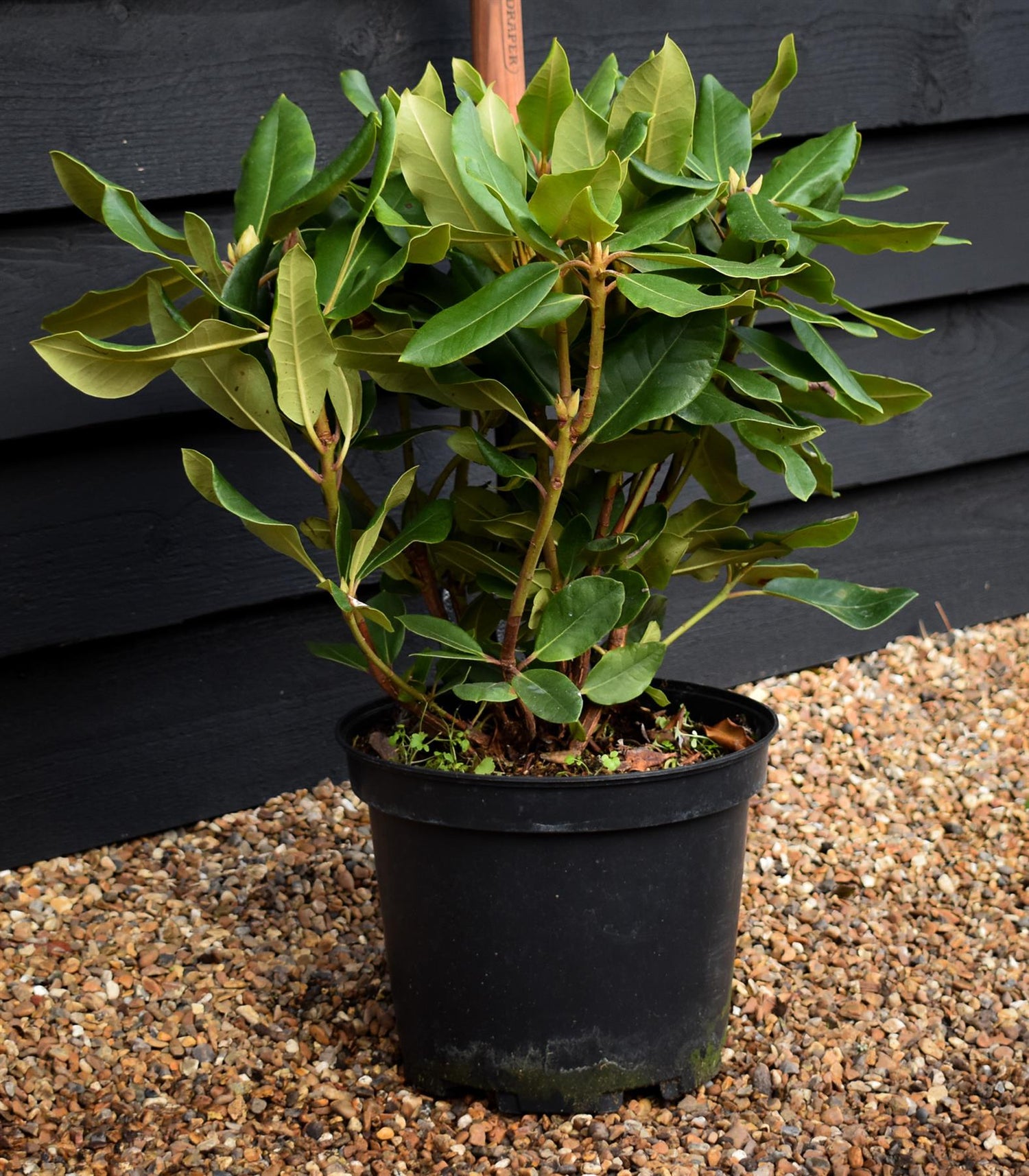 Rhododendron 'Pearce's American Beauty' - Shrub - Height 50-60cm - 10lt