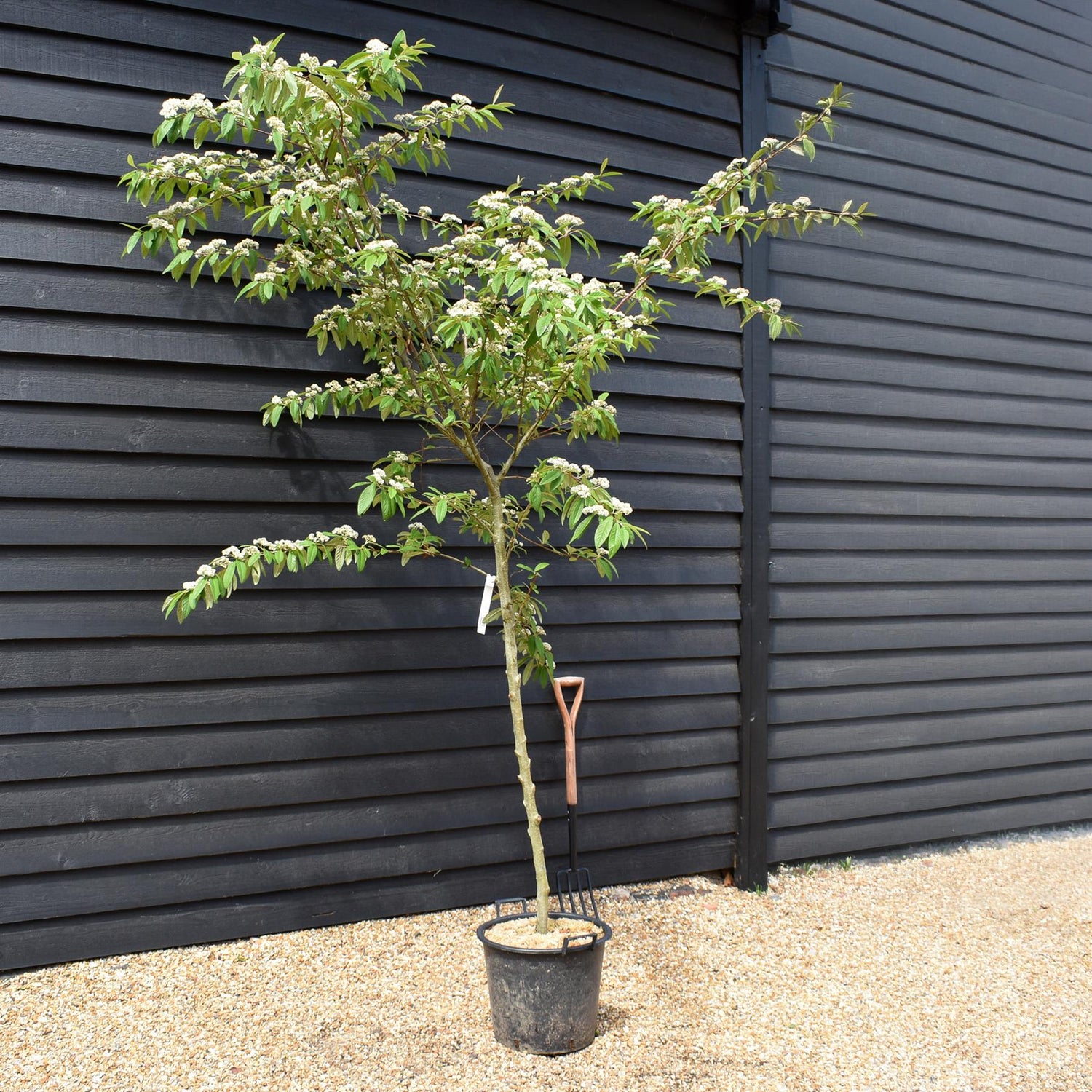 Cotoneaster x watereri - Clear Stem - Height 270-320cm - 30lt