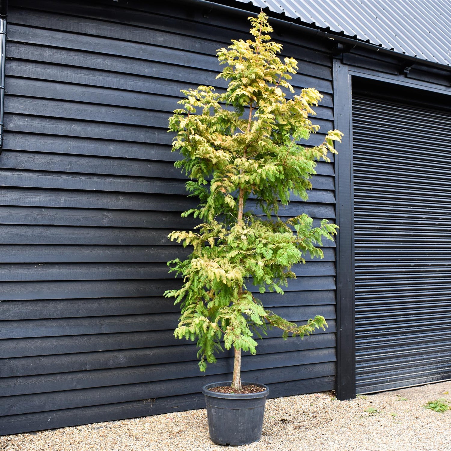 Metasequoia glyptostroboides Amber Glow | Dawn redwood - Tree - Girth 14-16cm - Height 320-340cm - 110lt