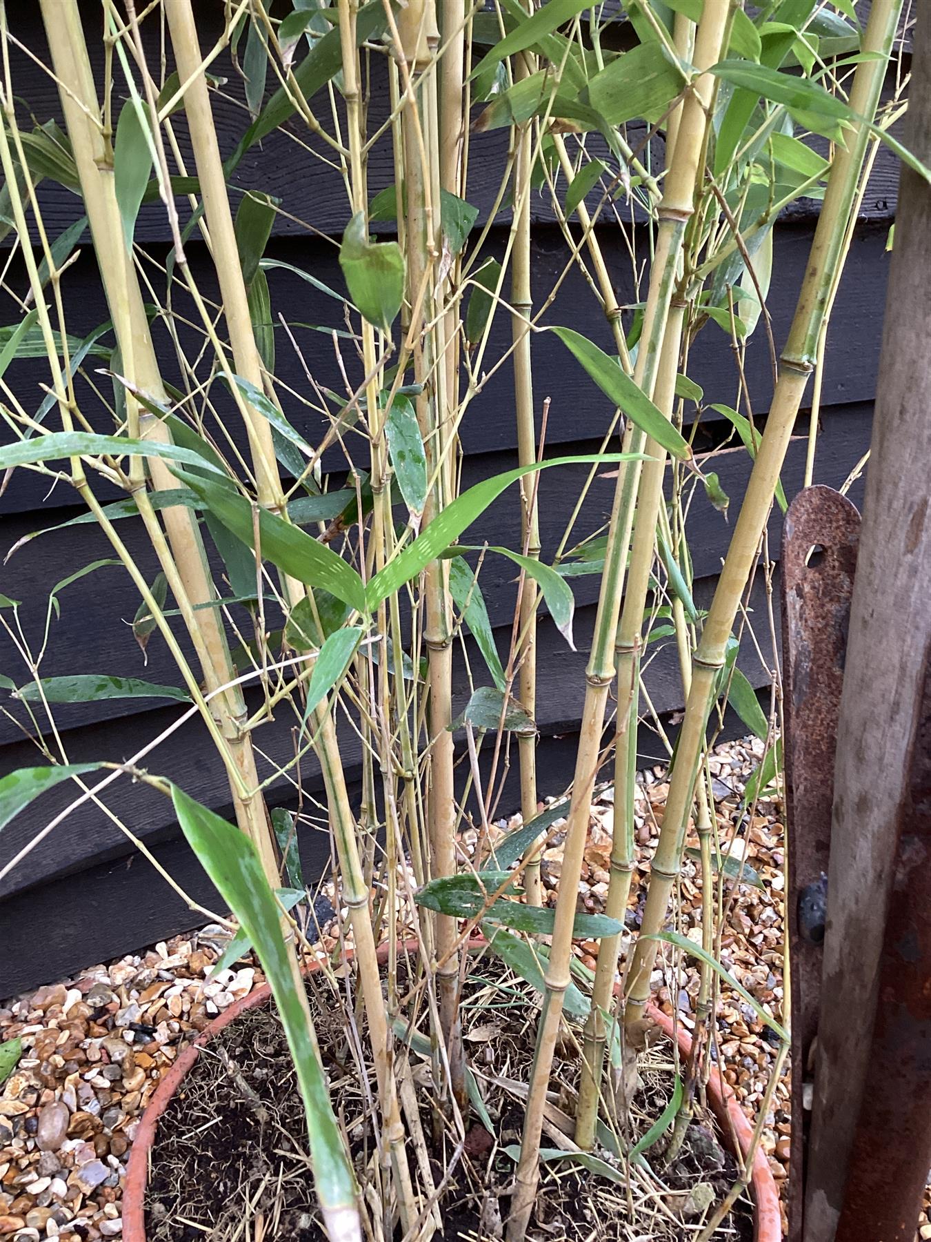 Phyllostachys aureosulcata 'Spectabilis' | Golden Groove bamboo - Height 180-200cm - 10lt