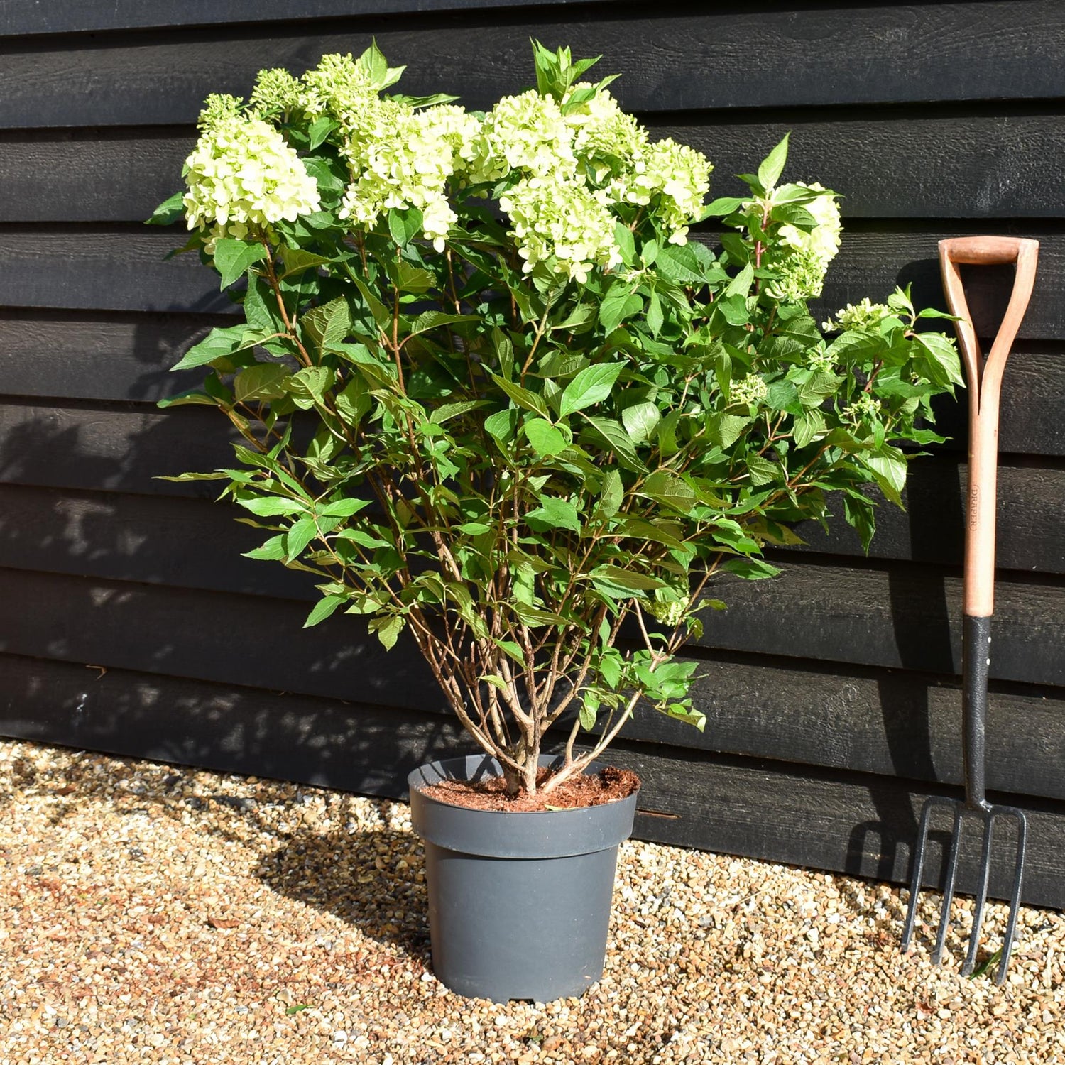 Hydrangea Paniculata 'Little Fresco' - Height 50-60cm - 15lt