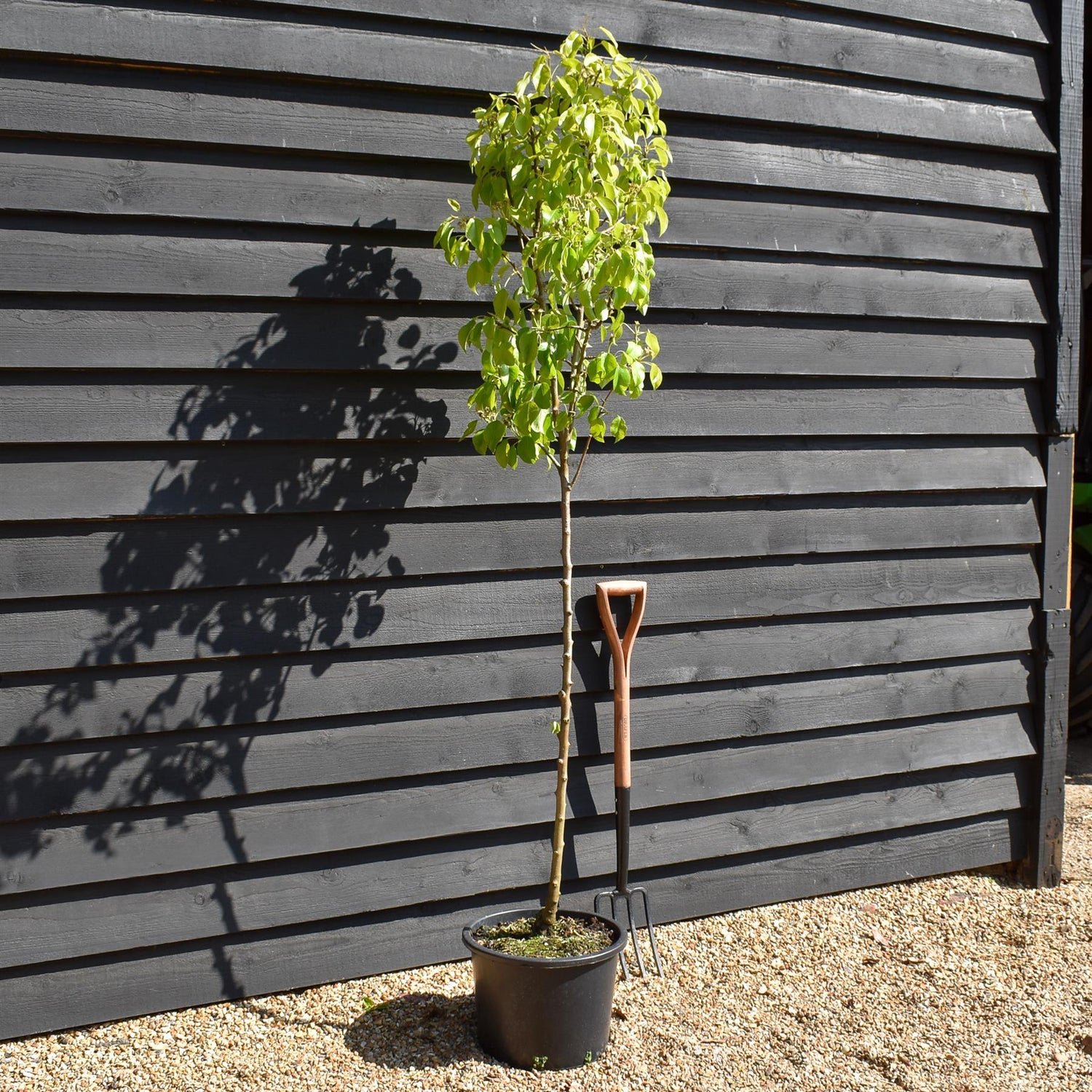 Pear 'Beurre Hardy' | Pyrus communis - Semi Dwarfing - Height - 160-180cm - 20lt