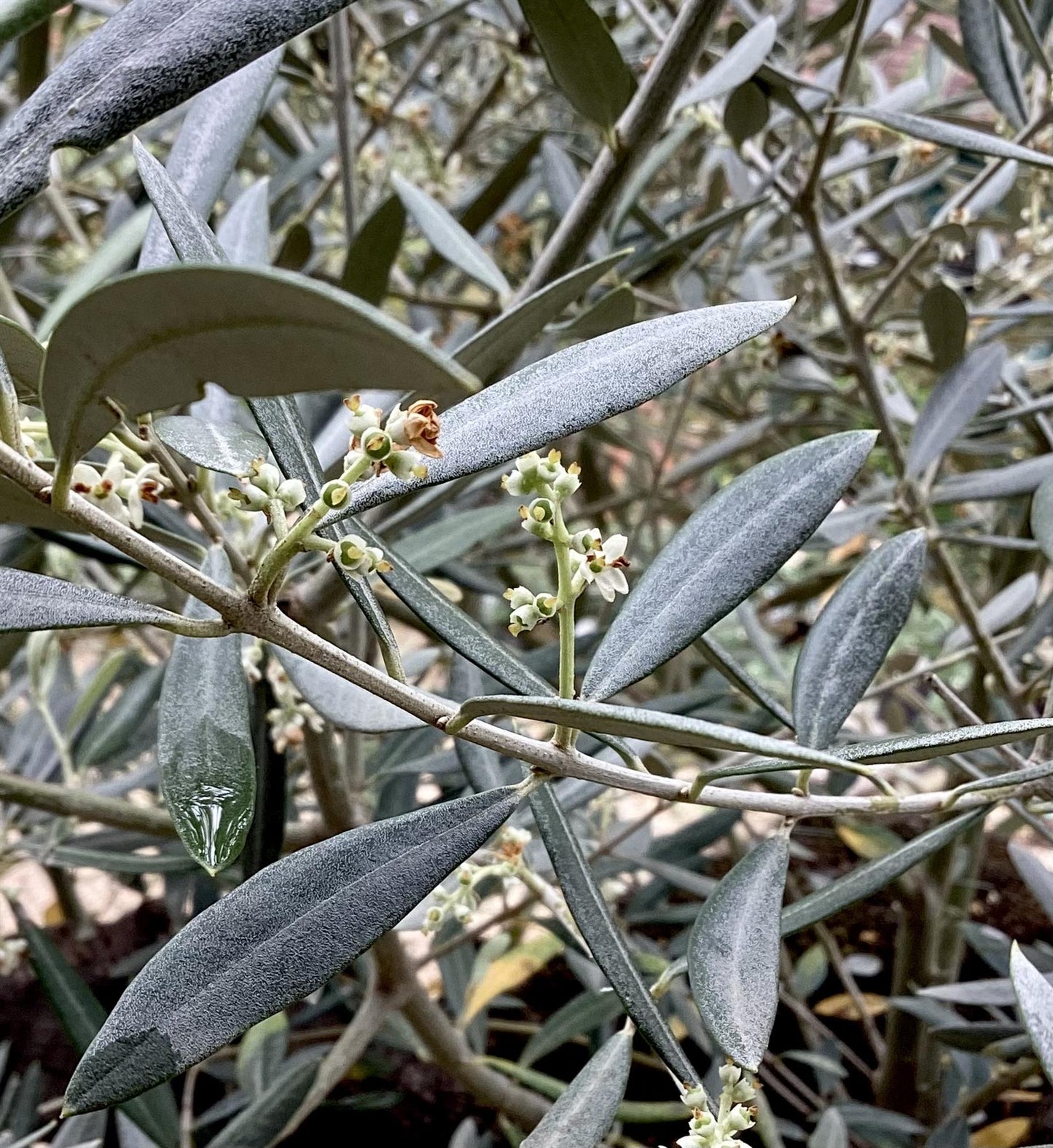 Olive Tree | Olea Europea - Mature - Unique - Cloud - 230cm - 500lt