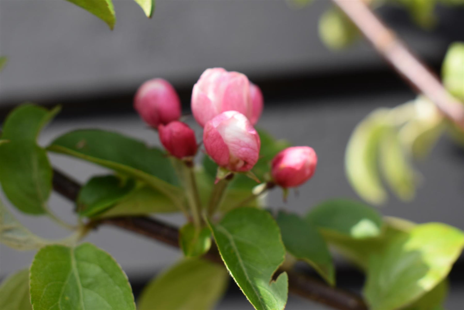 Crab apple | Malus 'Butterball'  - 220-240cm - 20lt
