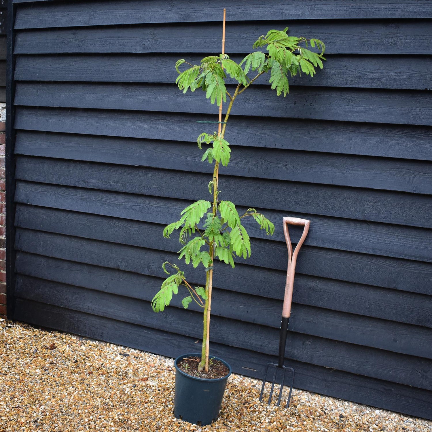 Albizia julibrissin Omberella  | Silk Tree - Height 140-150cm - 12lt