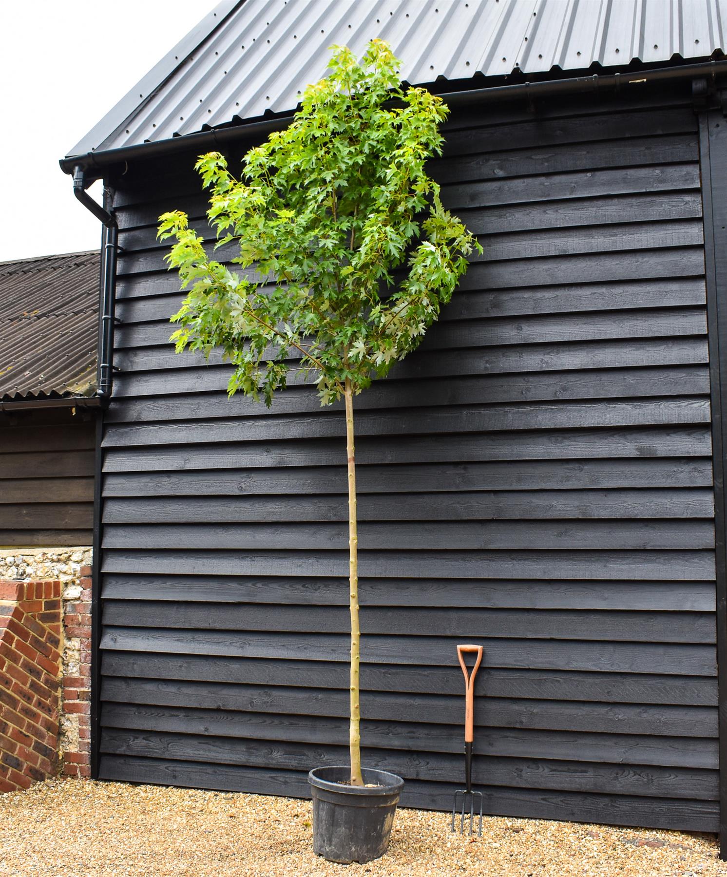 Pyramid Sliver Maple | Acer saccharinum Pyramidale - Clear Stem - Height 320-350m - Girth 10-12cm - 45lt