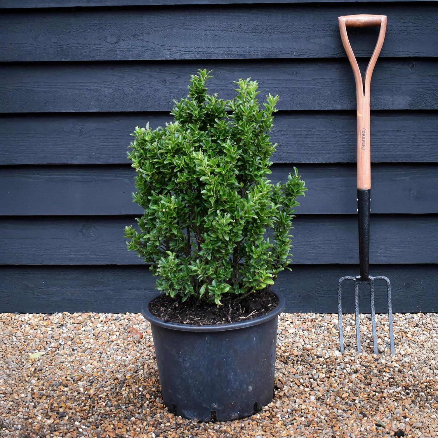 Euonymus japonicus 'Benkomasaki' Shrub - Height 60-80cm - 20lt