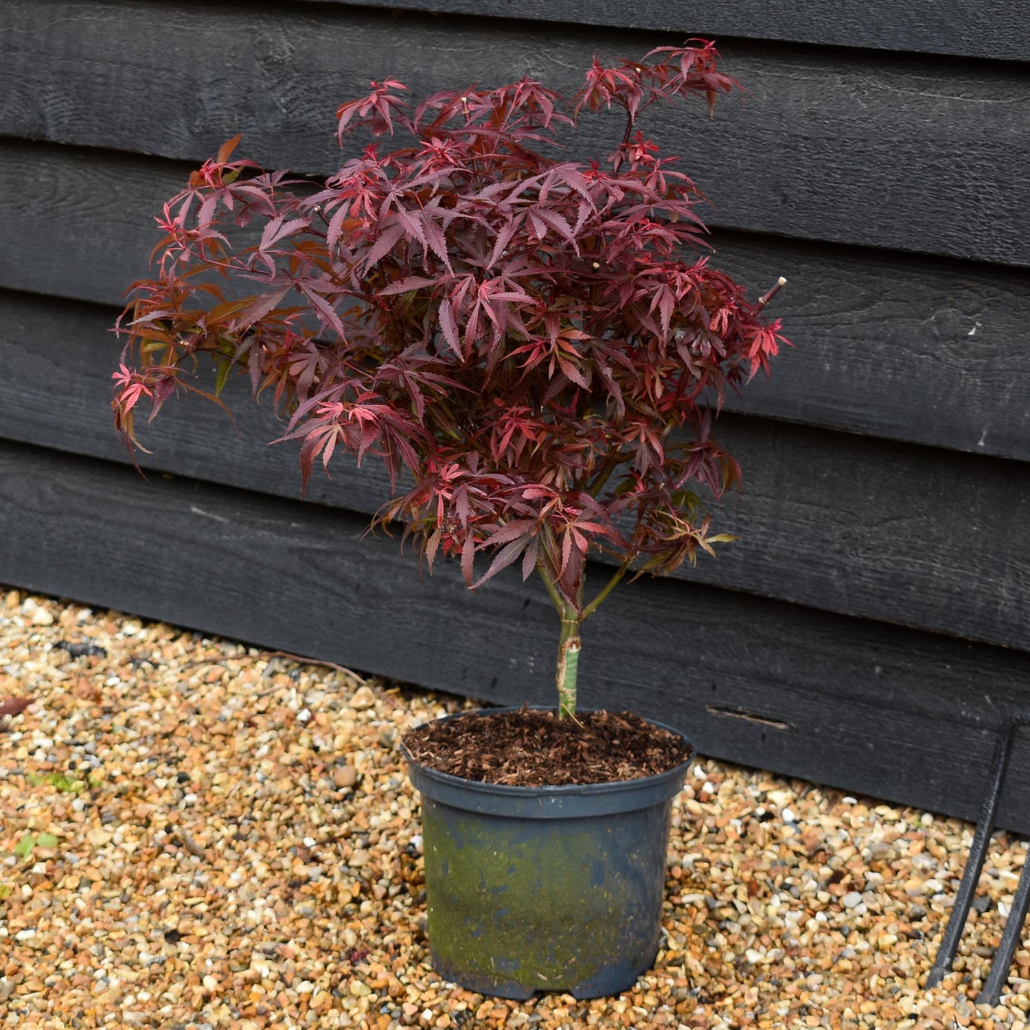 Japanese maple 'Shaina' | Acer palmatum -Tree - Height 50-60cm - 5lt