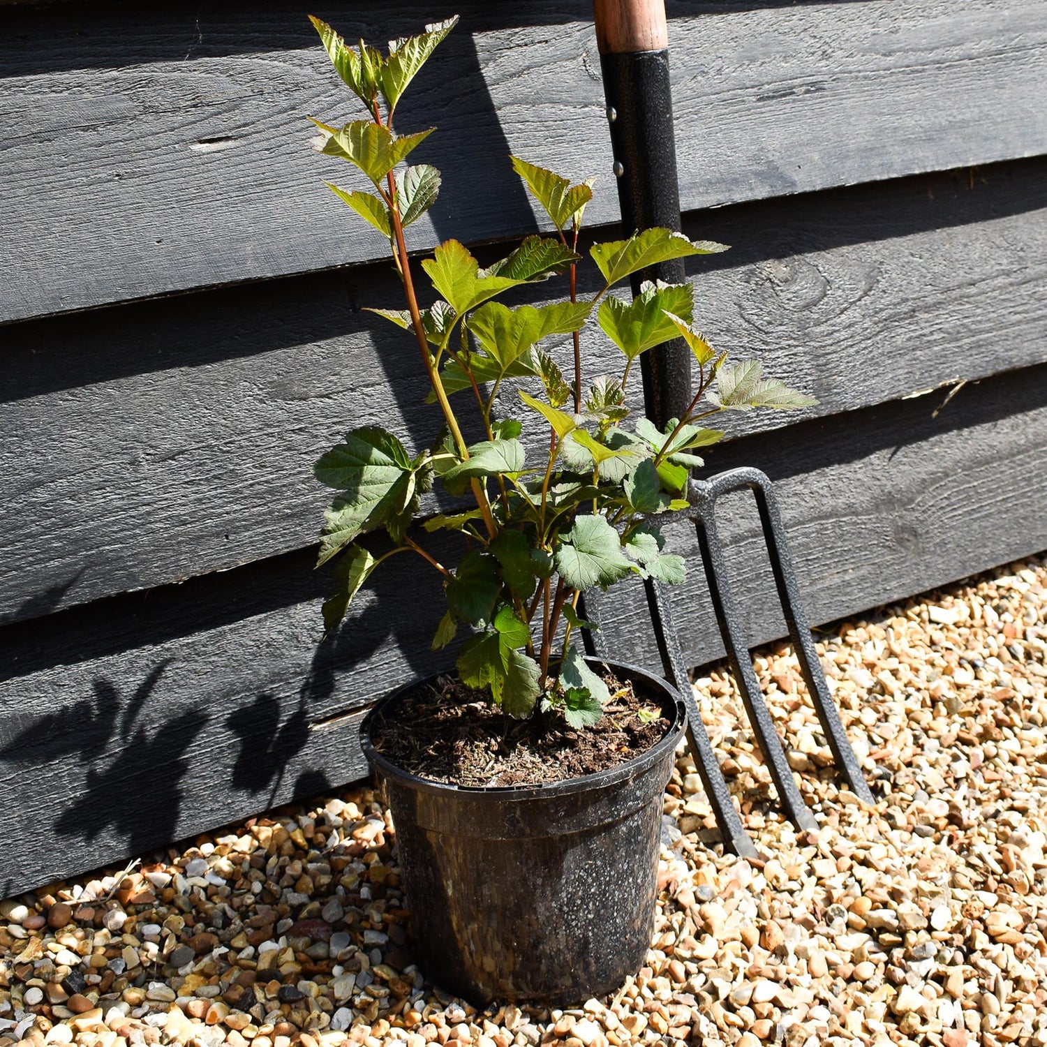 Cornus alba ' 'Nightfall'' | Dogwood - Shrub - Height 20-30cm - 2lt