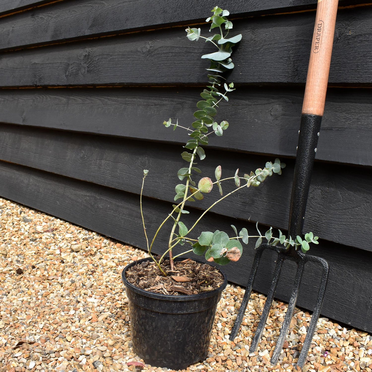 Eucalyptus cinerea 'Silver Dollar' - Bushy - Height 20-30cm - 3lt