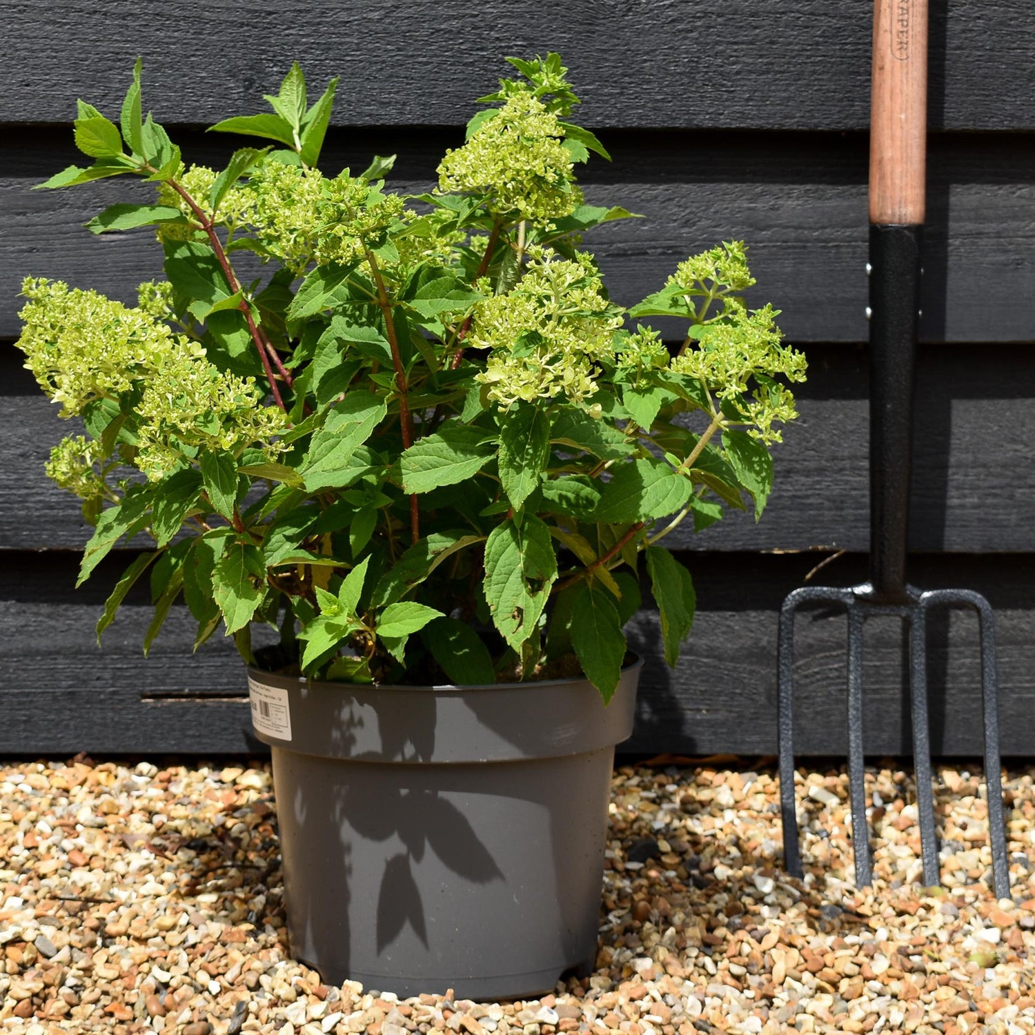 Hydrangea Paniculata 'Little Fresco' - Height 40-50cm - 7.5lt