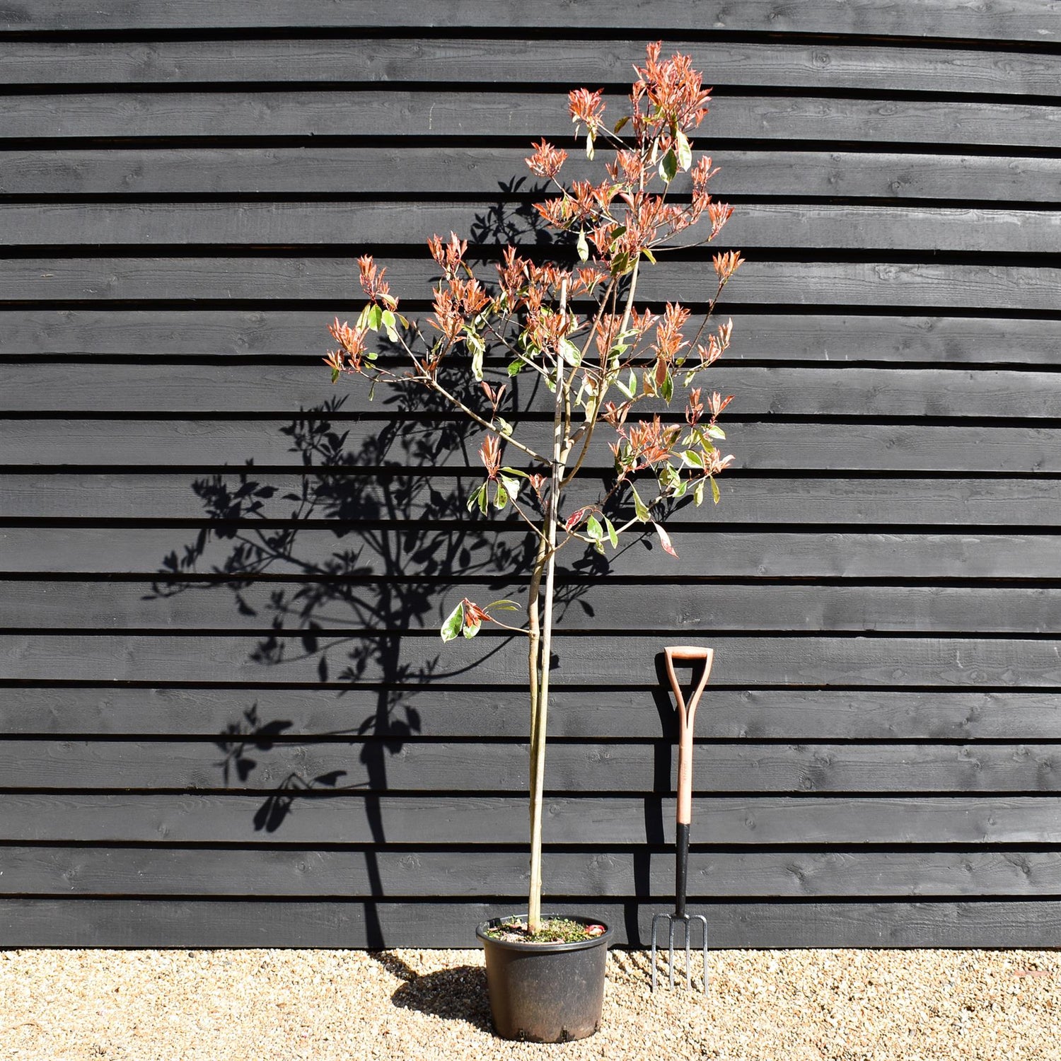 Photinia Louise | Christmas berry 'Louise'  - Height - 170-190cm, 20lt