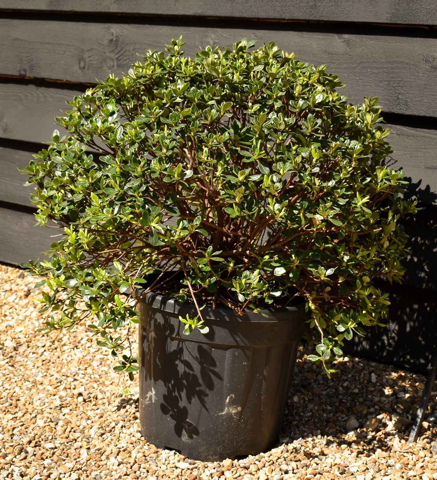 Azalea Japonica 'Dorothy Hayden' - 75cm - Bushy - 15lt
