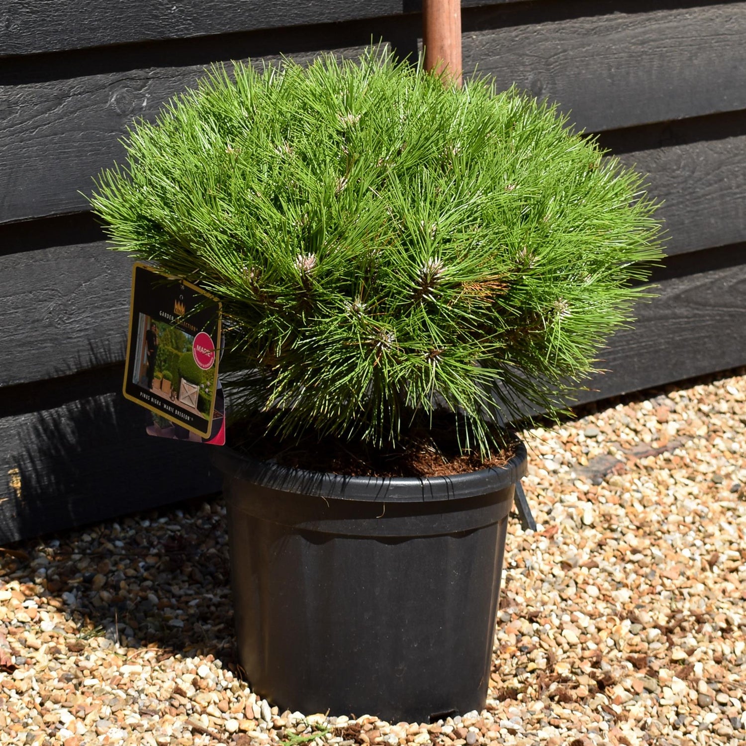 Pinus nigra 'Marie Bregeon' - Height 35-45cm - Width 35-45cm - 11lt