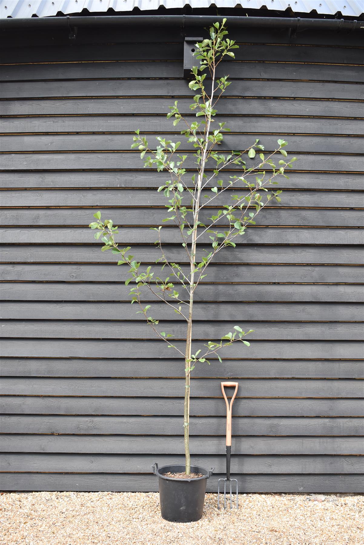 Alnus Incana - Grey Alder tree -  Height 270-300cm - 30lt