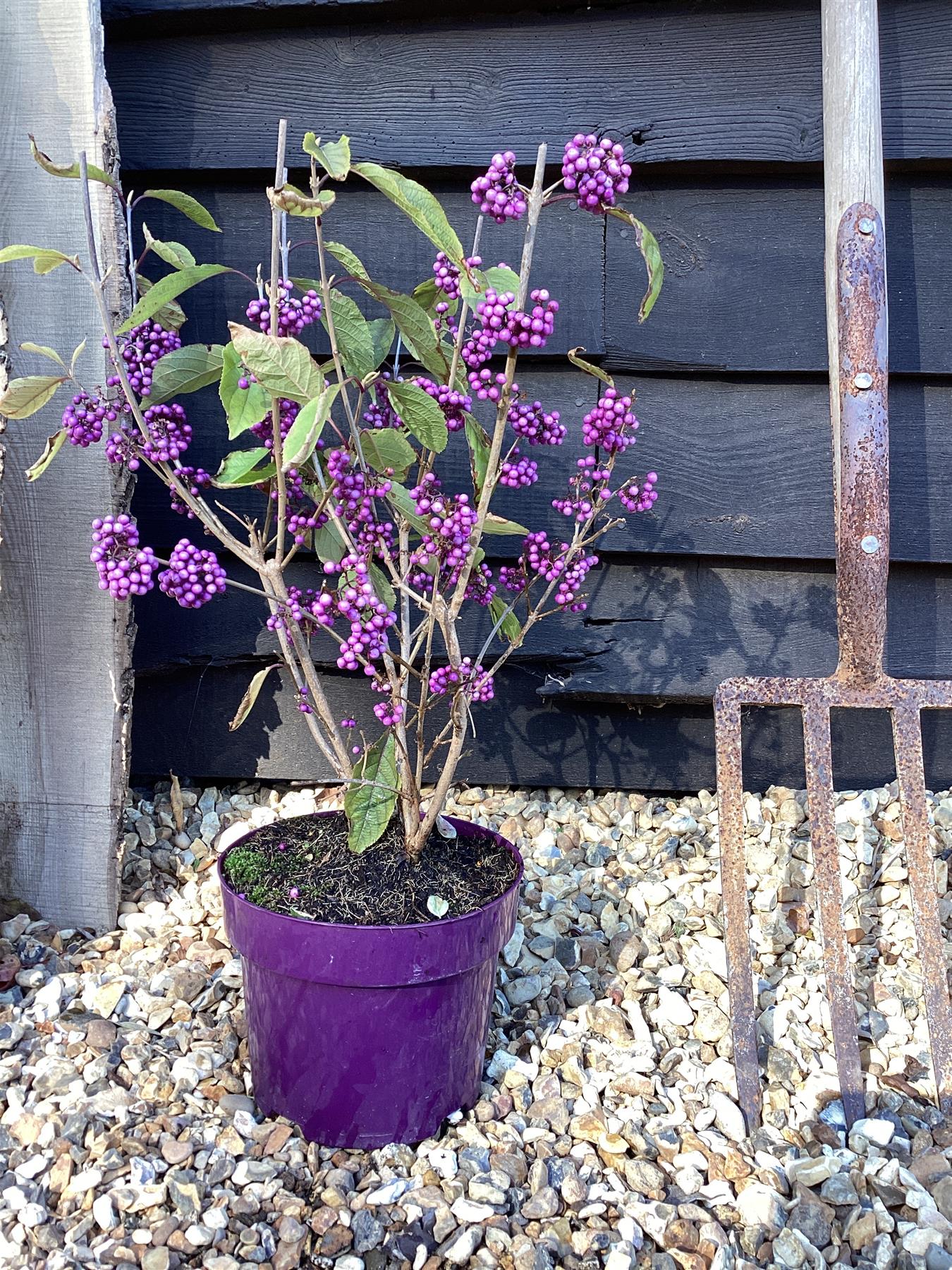 Callicarpa bodinieri var. giraldii 'Profusion' - 60-70cm, 3lt