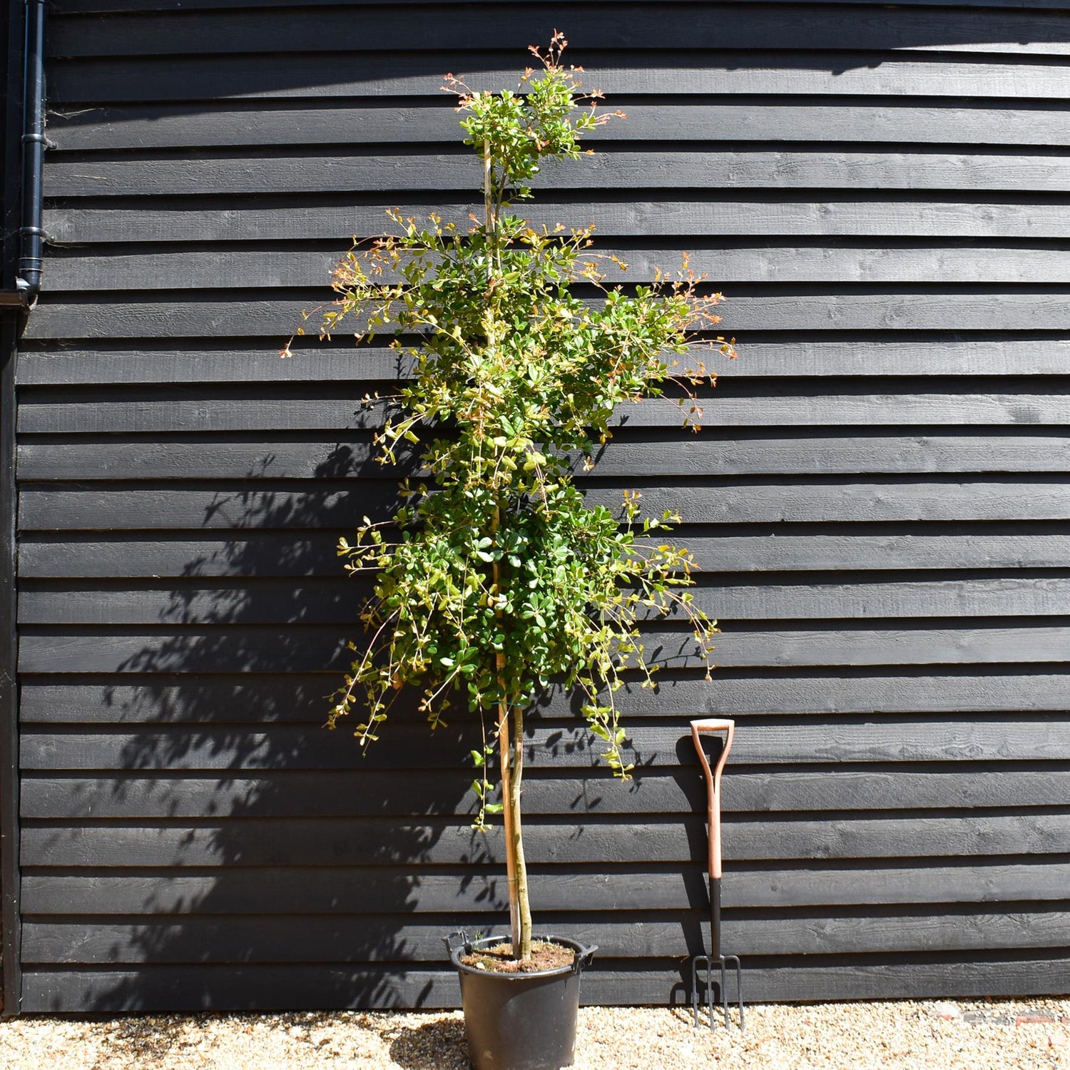 Black Ridge Oak | Quercus phillyreoides -  Height 220-280cm - 30lt