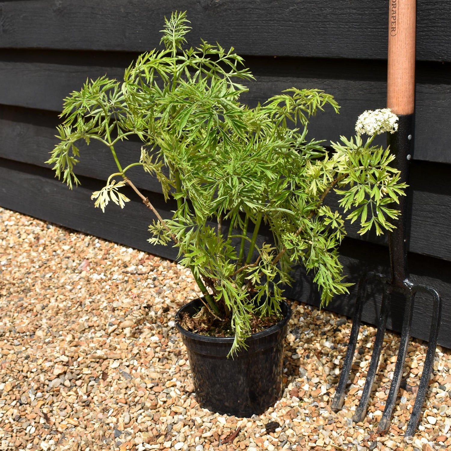 Sambucus Golden Tower - Shrub - 20-30cm 3lt