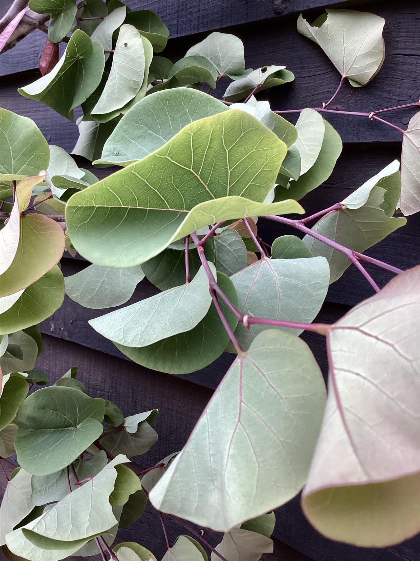 Judas tree | Cercis siliquastrum - Girth 5-6cm - 230-250cm - 18lt