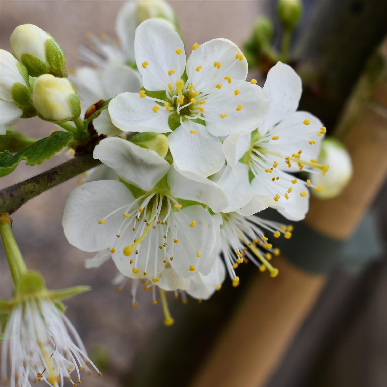 Plum 'Czar' on Myrobalan | Prunus domestica - 130-170cm - 12lt