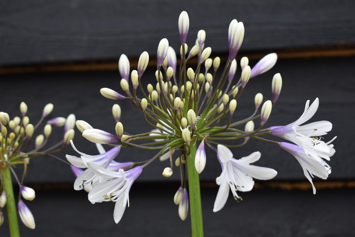Agapanthus "Poppin Star" | African Lily - Height 50-70cm - 5lt