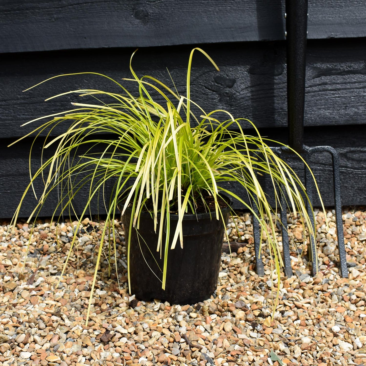 Carex oshimensis 'Everillo' - Grass - Perennial - 3lt