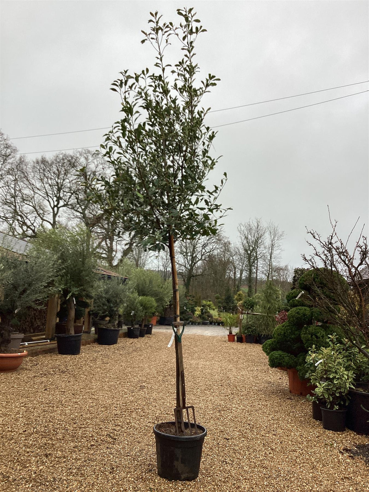 Photinia Pink Marble | Christmas berry Pink Marble Standard - 350cm, 55lt