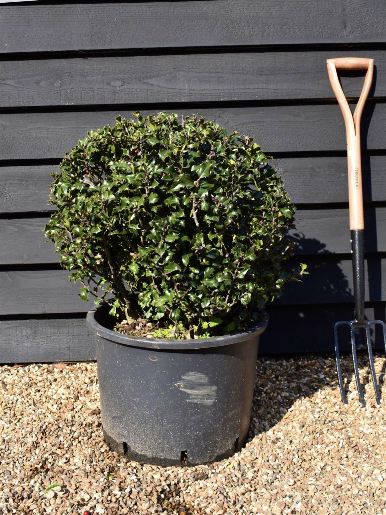 Ilex × meserveae Blue Princess | Blue Princess Holly - Ball - Width 60cm - 40lt