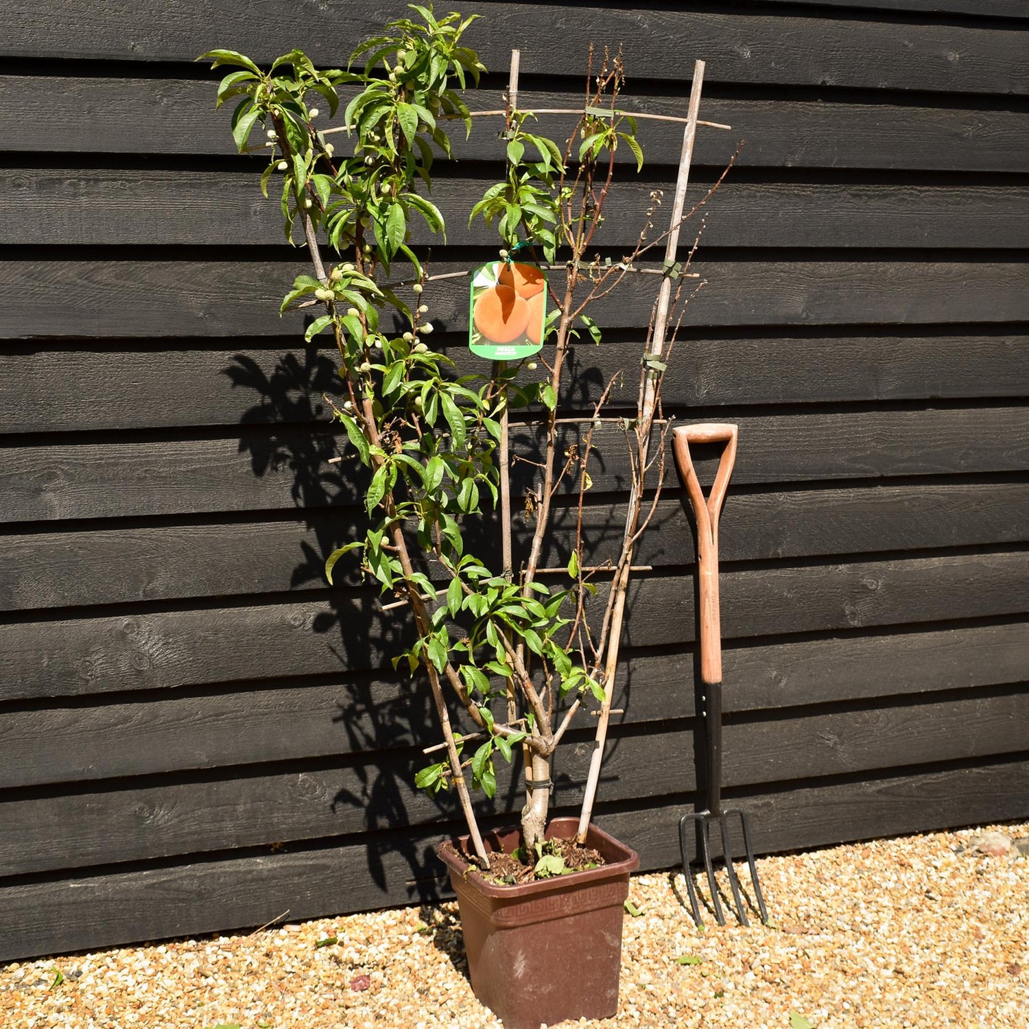 Peach peach | Prunus persica 'Suncrest' - Frame - Height 135cm - 15lt