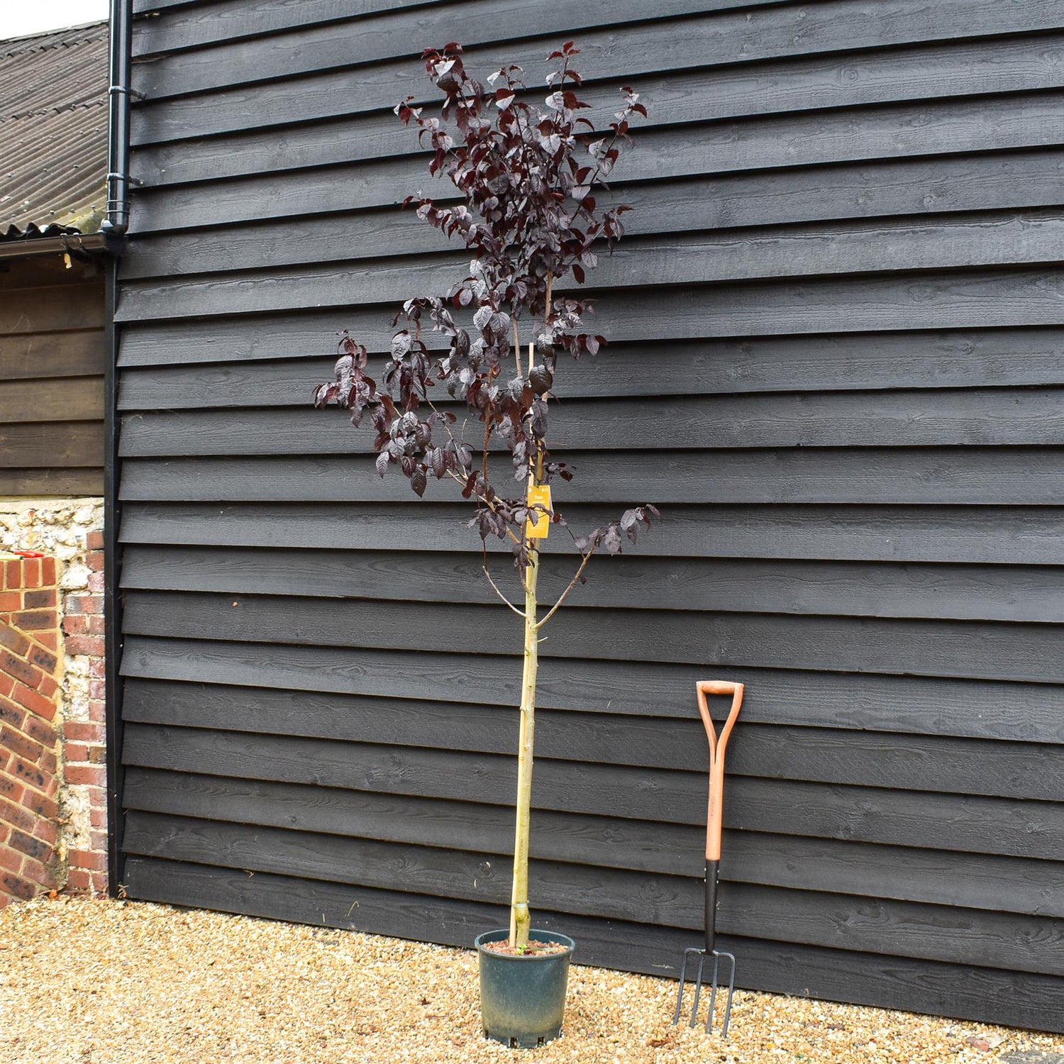Prunus Nerasifera Pissardii Nigra | Black Cherry Plum - Height 190-250cm, 10lt