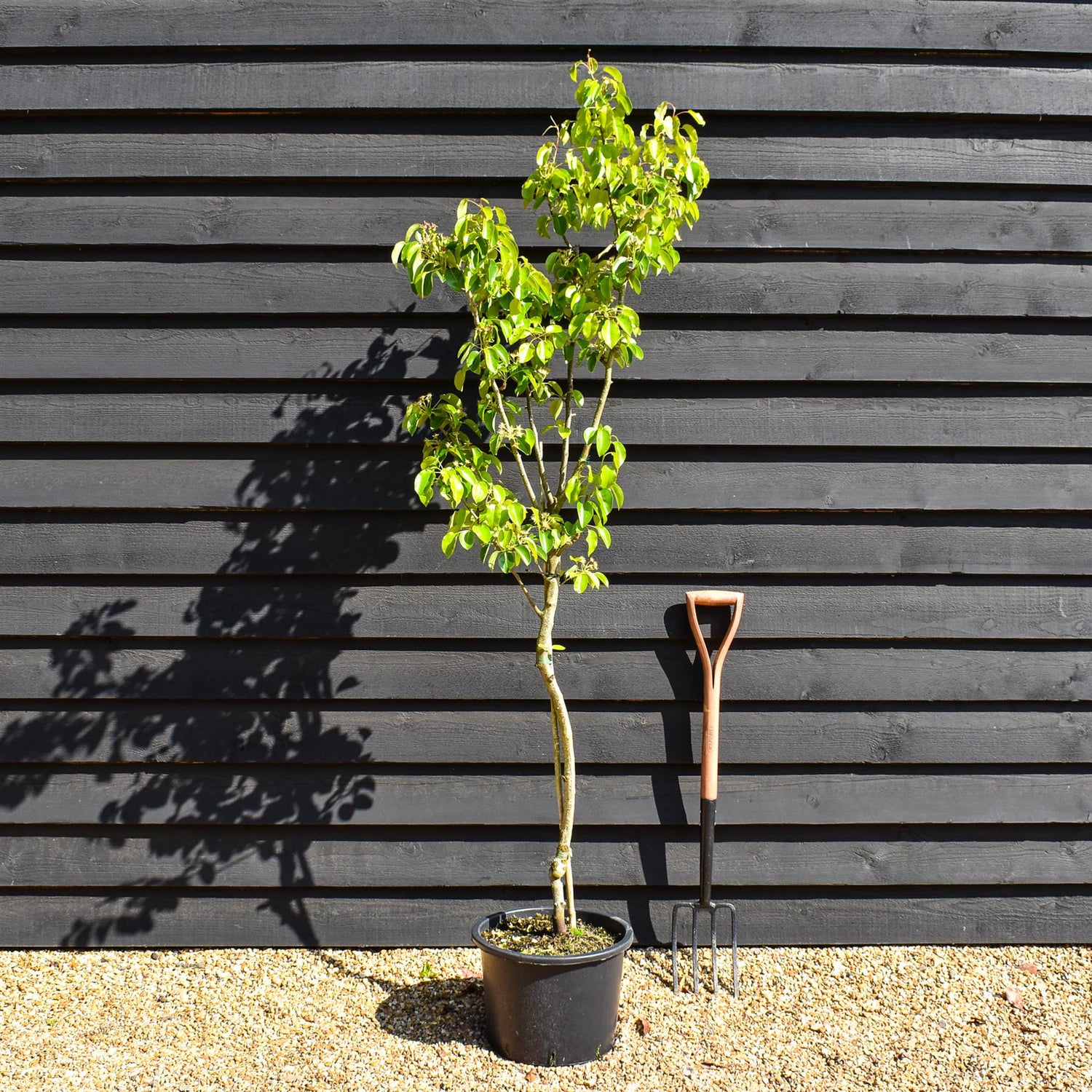 Pear 'Doyenne du Comice' | Pyrus communis  - Semi Dwarfing - Height 160-180cm - 20lt