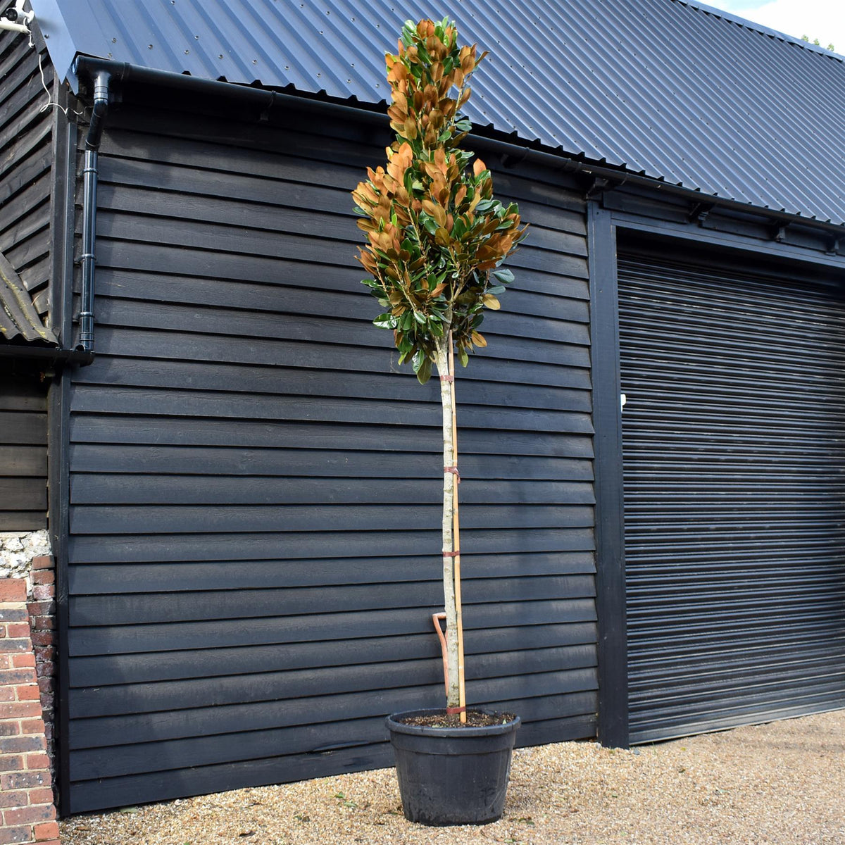 Magnolia Grandiflora 'Galissonniere' | Southern Magnolia 'Galissonniere' - Standard - Clear Stem 180-200cm - Girth 14-16cm - Height 410-450cm - 90lt