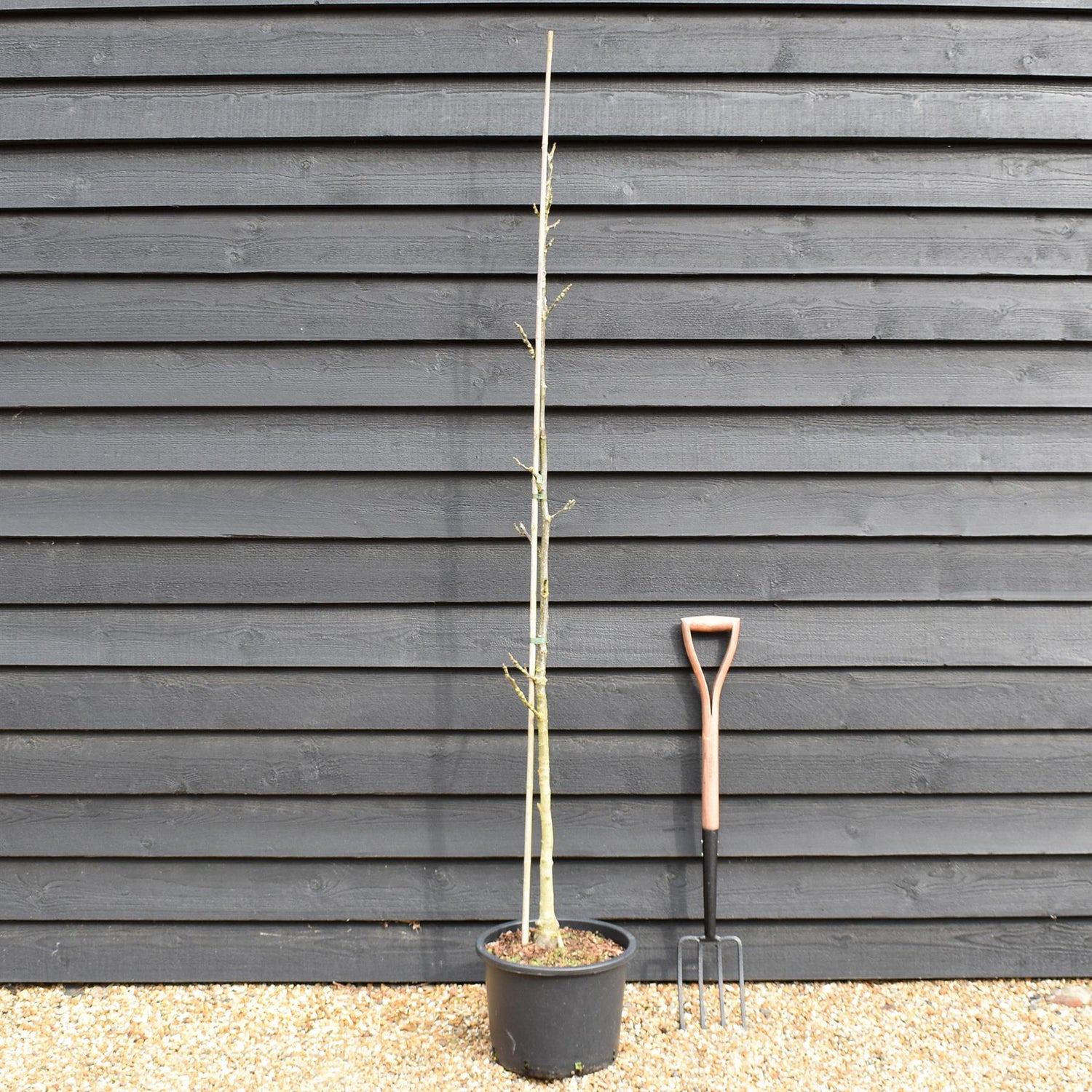 Common Walnut Tree | Juglans regia - Height 175-200cm - 20lt