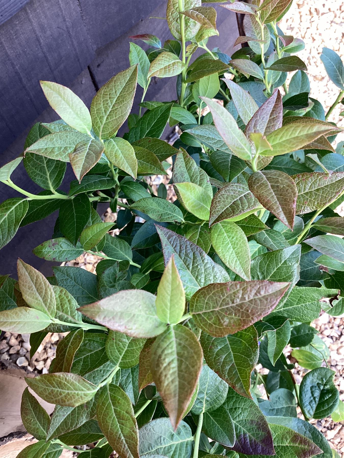 Vaccinium corymbosum 'Brigitta Blue' | Blueberry 'Brigitta' - 40-60cm, 5lt
