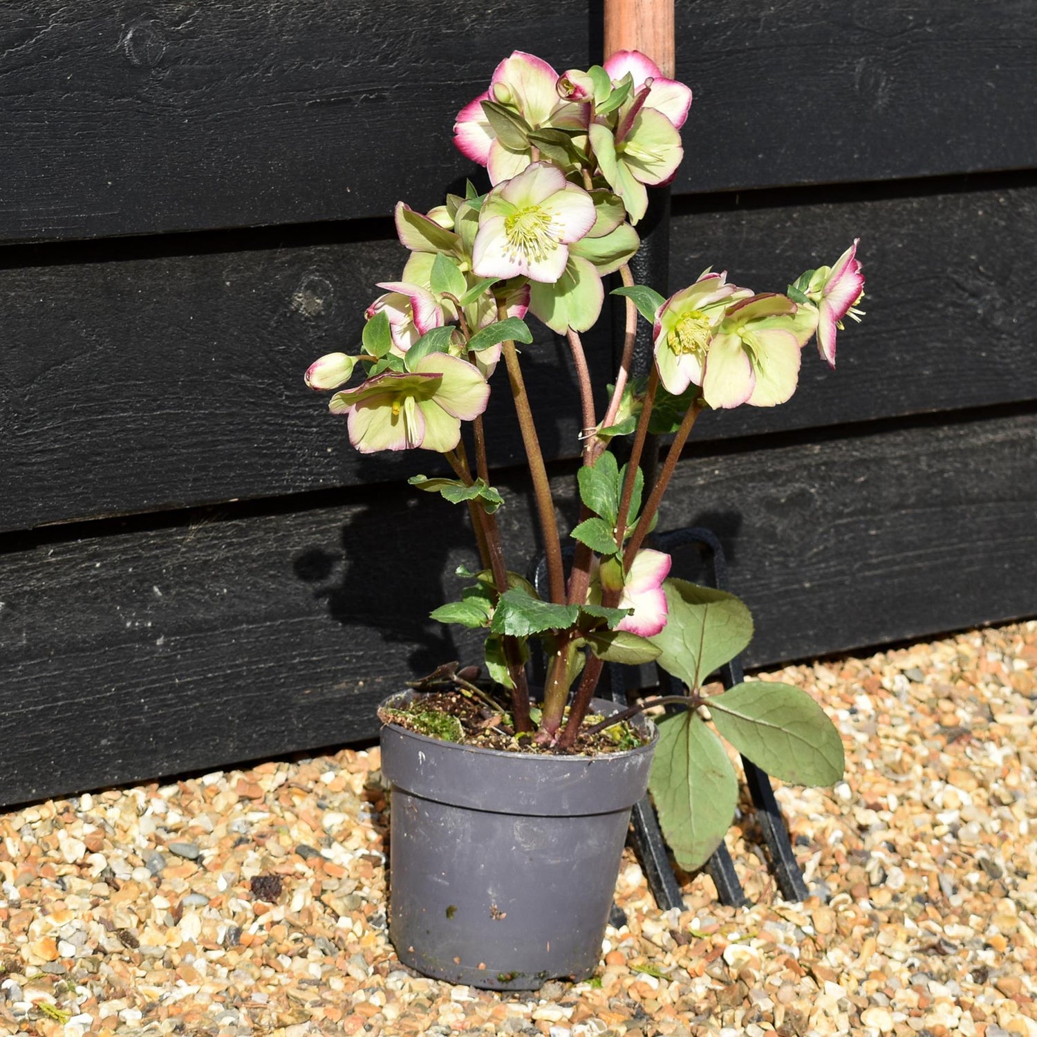 Helleborus 'Magico' - Perennial - Height 40-50cm - 2lt