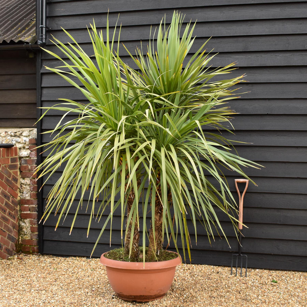 Cordyline australis (cabbage palm) | New Zealand Cabbage Palm - Bowl - Multistem x 3-4 - Stem 20-30cm - Height 110-130cm - 90lt