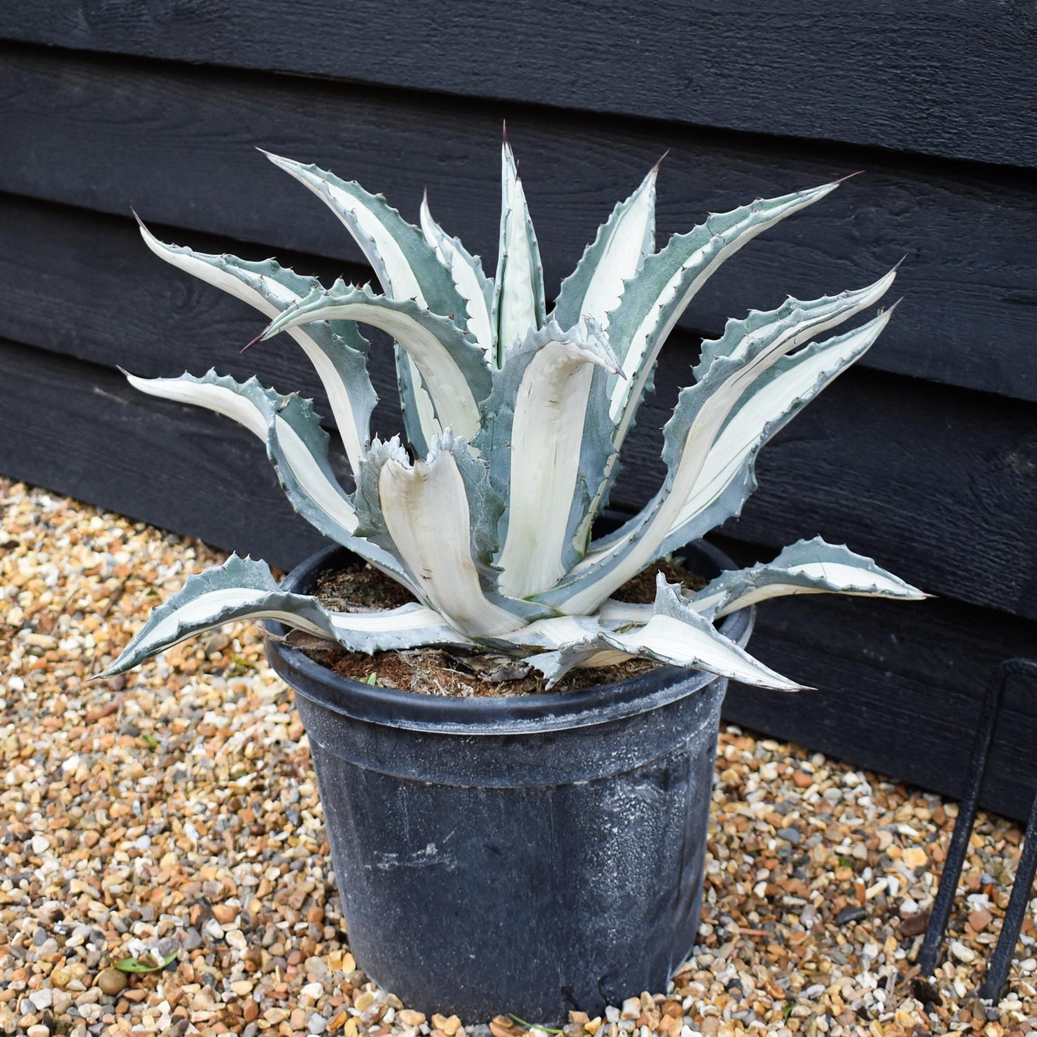 Agave Spectabilis Mediospicta Alba | Century Plant Mediospicta Alba - Height 40-50cm - 15lt