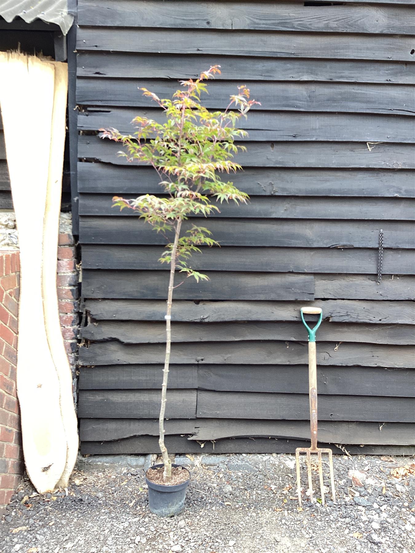 Acer palmatum 'Beni-otake' | Japanese maple 'Beni-otake' - 150-200cm, 10lt