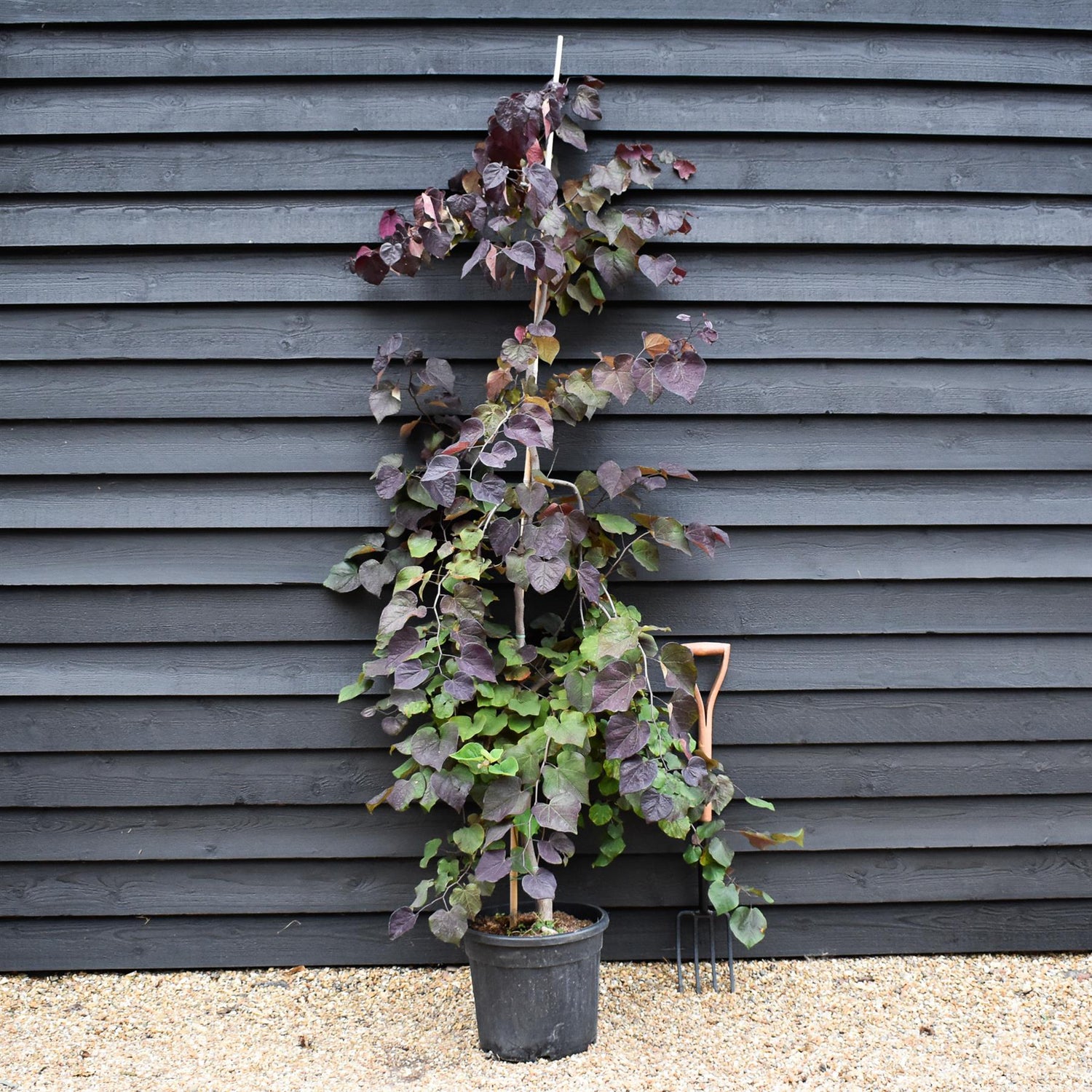 Cercis canadensis 'Ruby Falls' | Eastern Redbud - Twisted stem - Height 160-180cm - 30lt