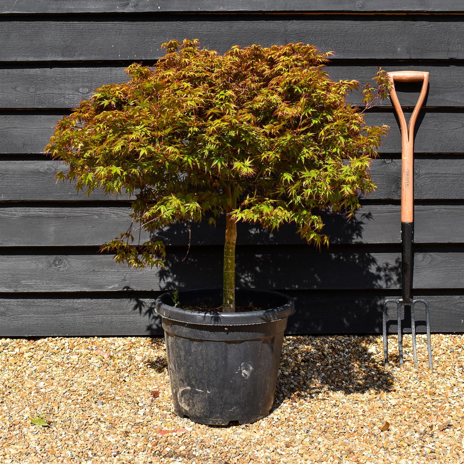Japanese Maple | Acer palmatum Kiyohime - Stem 40cm - Height 70-80cm - 30lt