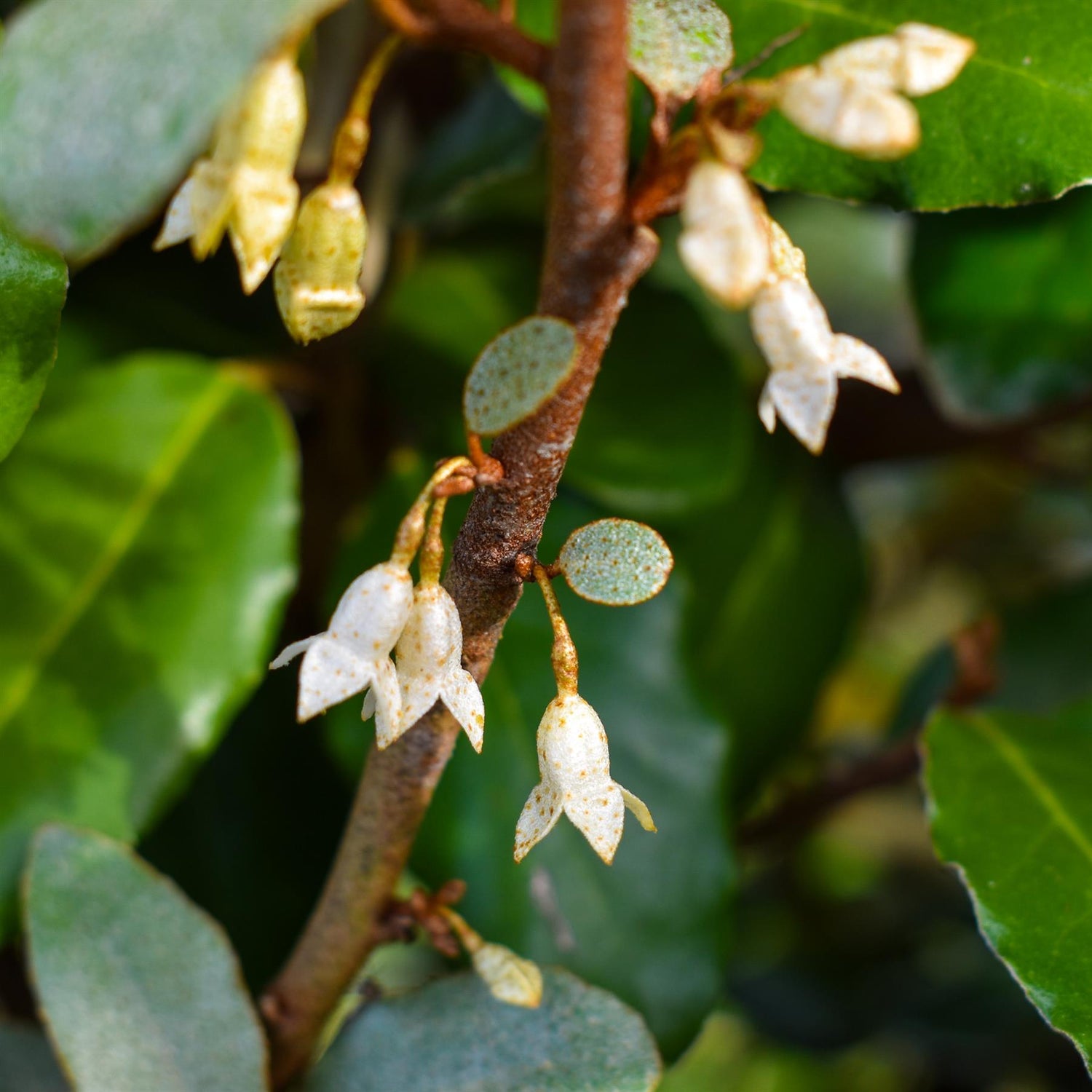 Elaeagnus ebbingei Compacta - 80-90cm - 20lt