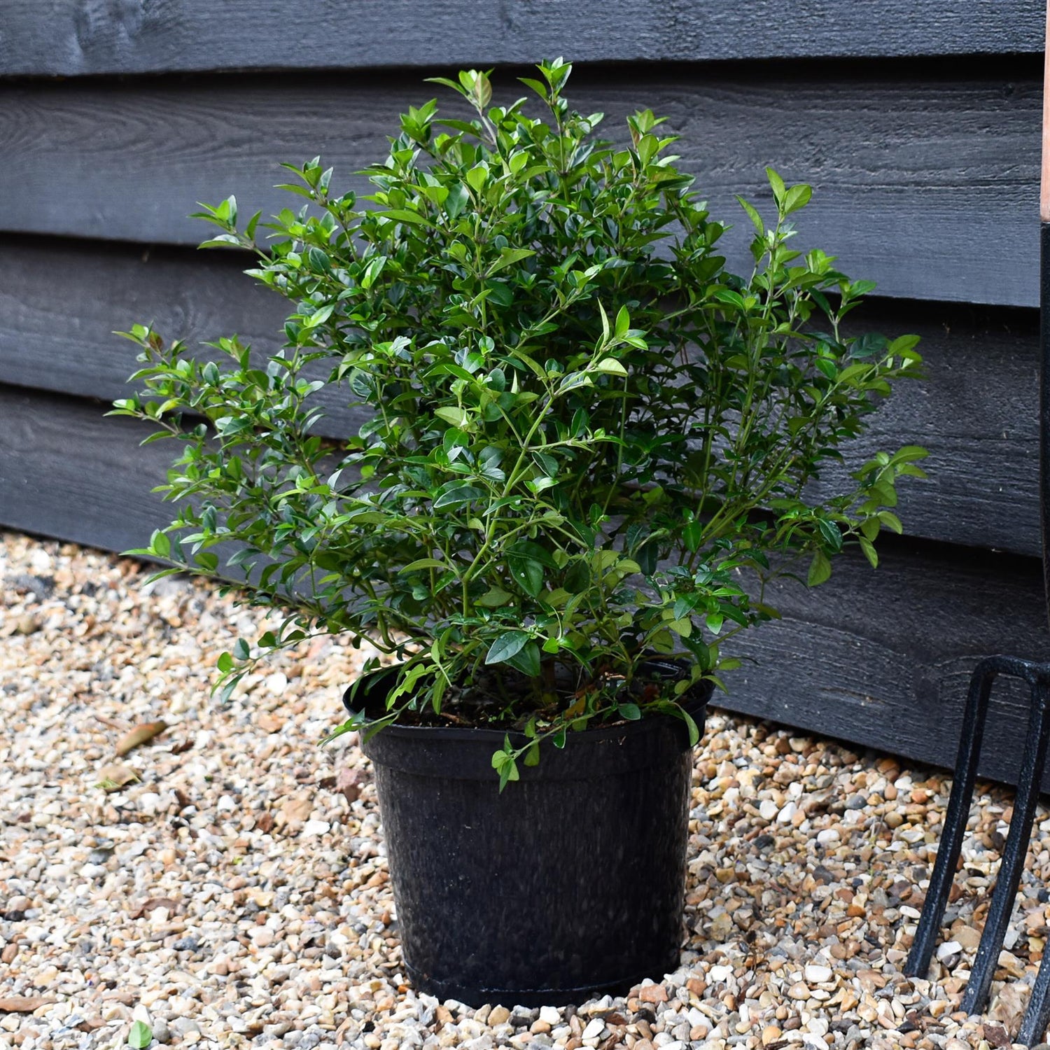 Jacobinia pauciflora - Height 40-50cm - Shrub - 5lt