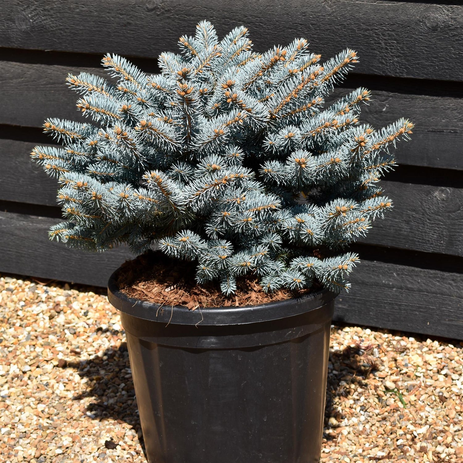 Picea pungens 'Glauca Globosa' | Colorado spruce 'Globosa' - Height 40cm - Width 40cm - 20lt