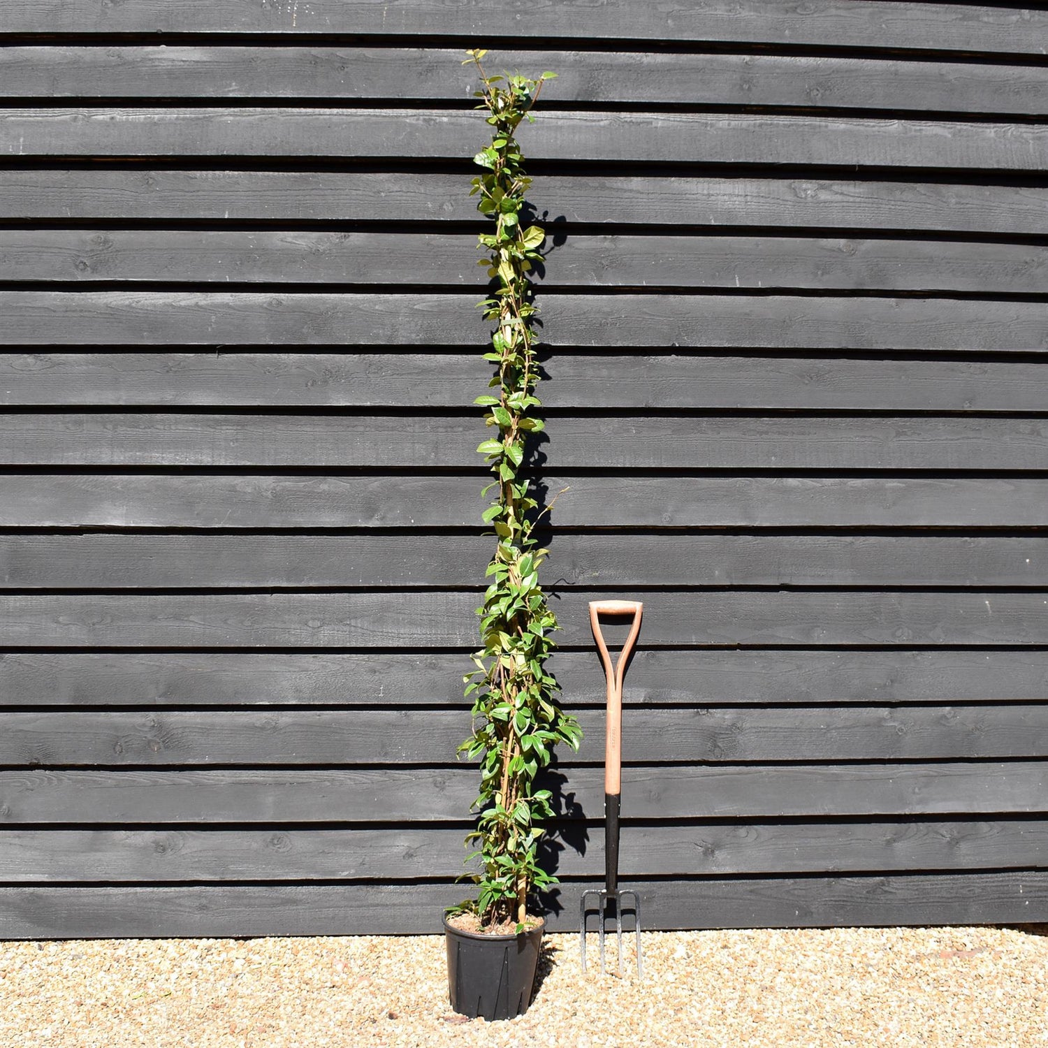 Trachelospermum jasminoides - Cane - 230-250cm, 10lt