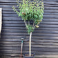 Pear tree 'Williams' Bon Chretien' | Pyrus communis - Girth 18-20cm - 220-240cm - 50lt